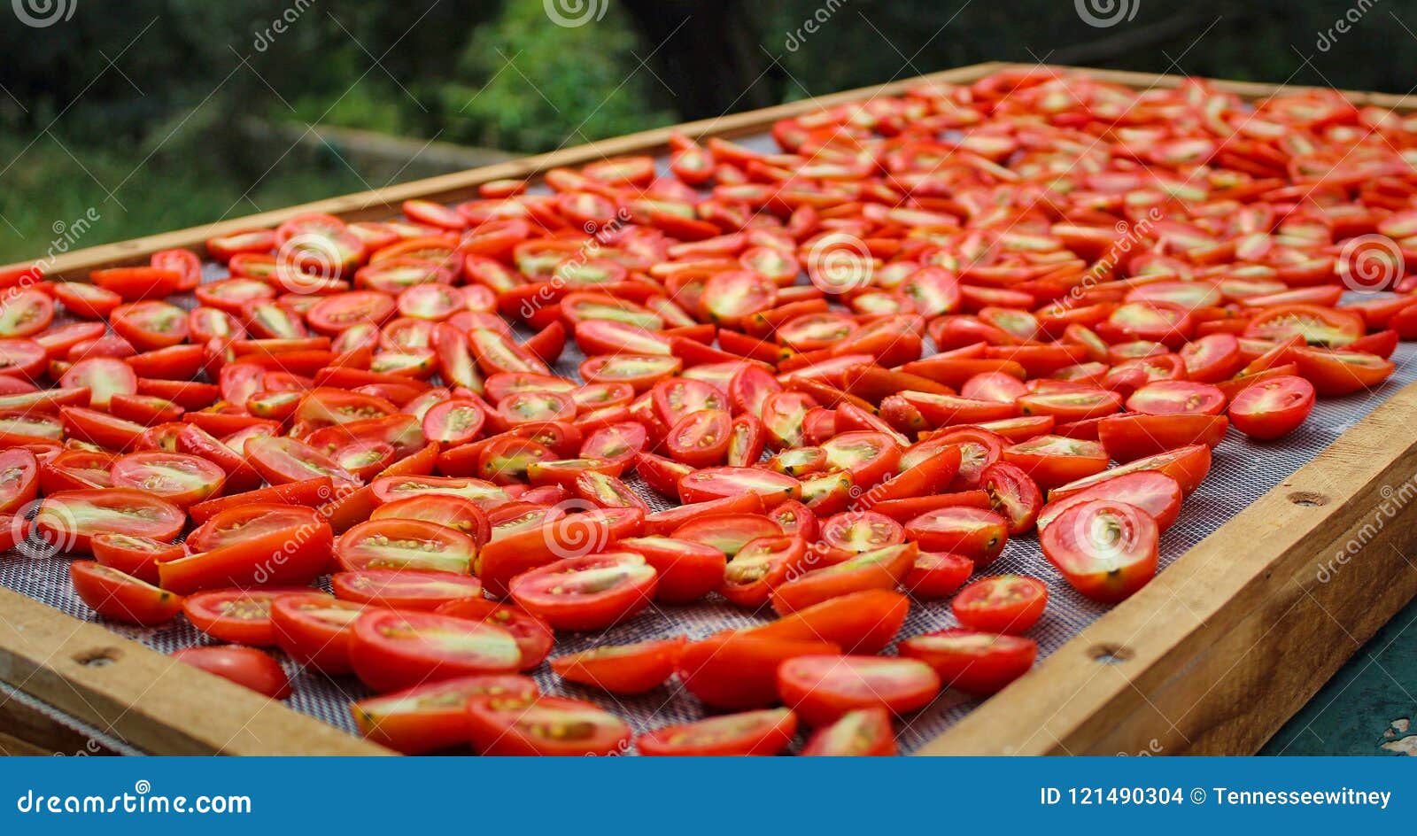 Sundried Tomatoes Drying in the Sun in the Mediterranean Stock Photo