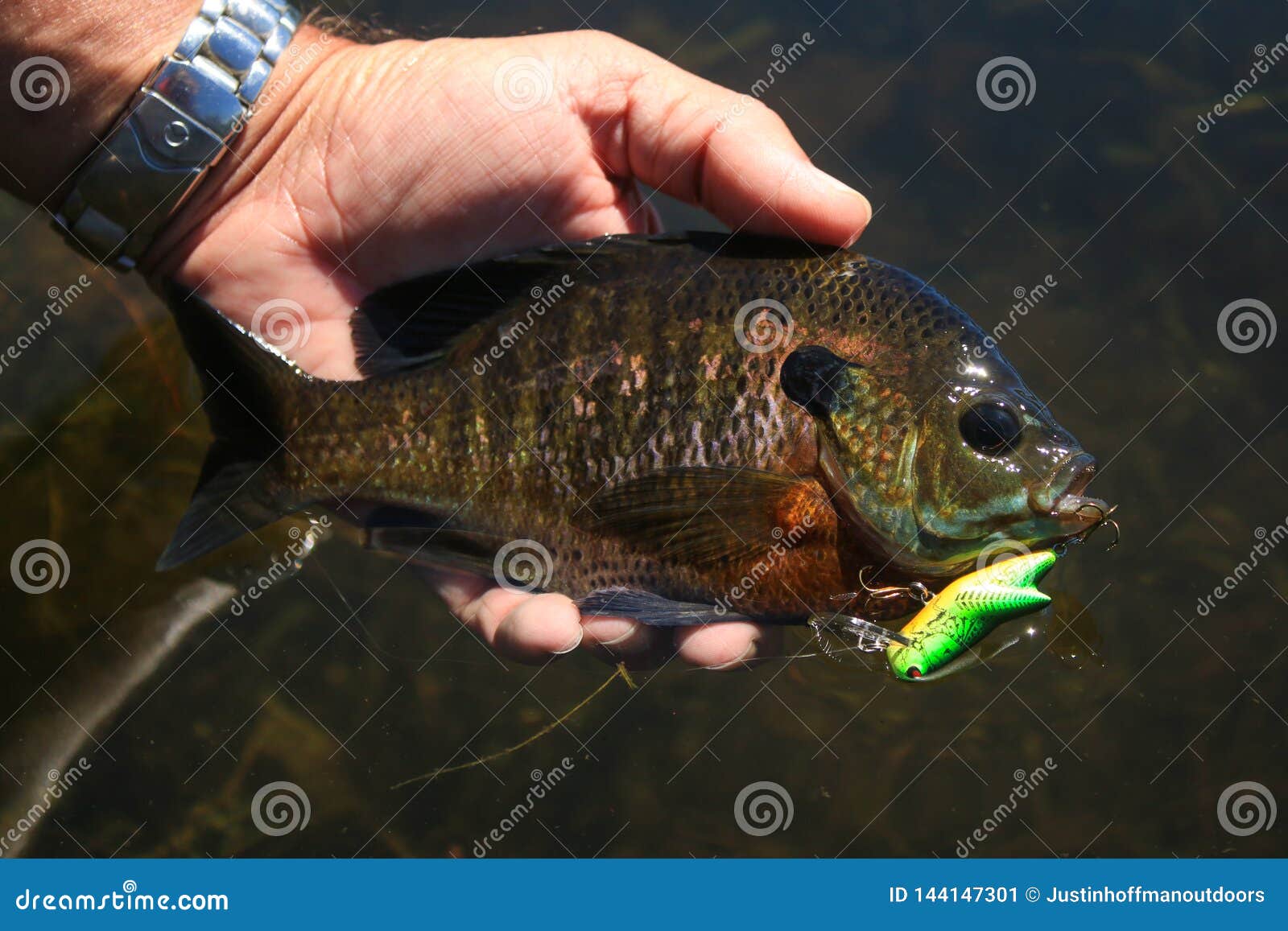 Sunfish Bluegill Caught on Crankbait Fishing Lure Stock Image