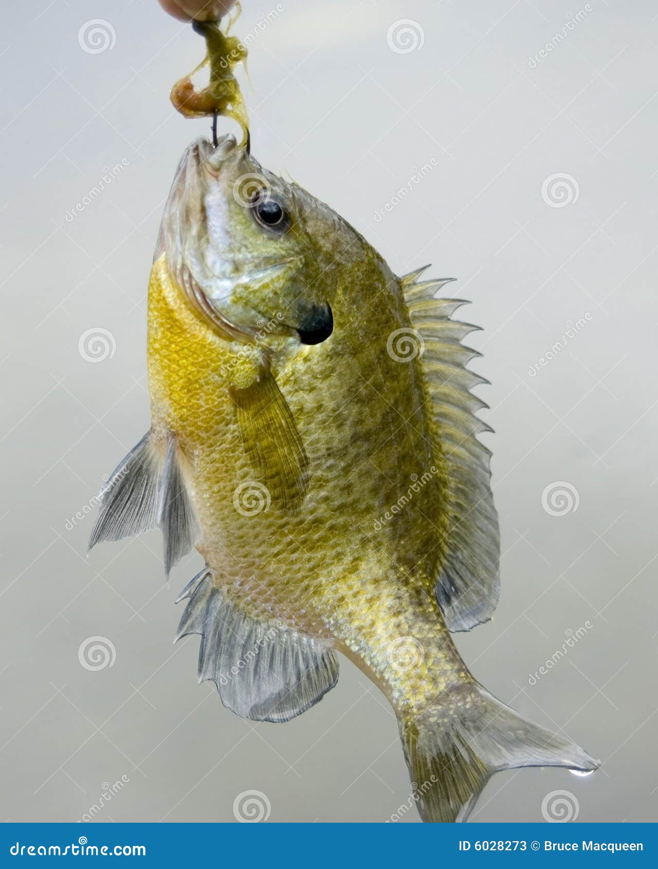 Sunfish on a Hook stock image. Image of fishing, lake - 6028273