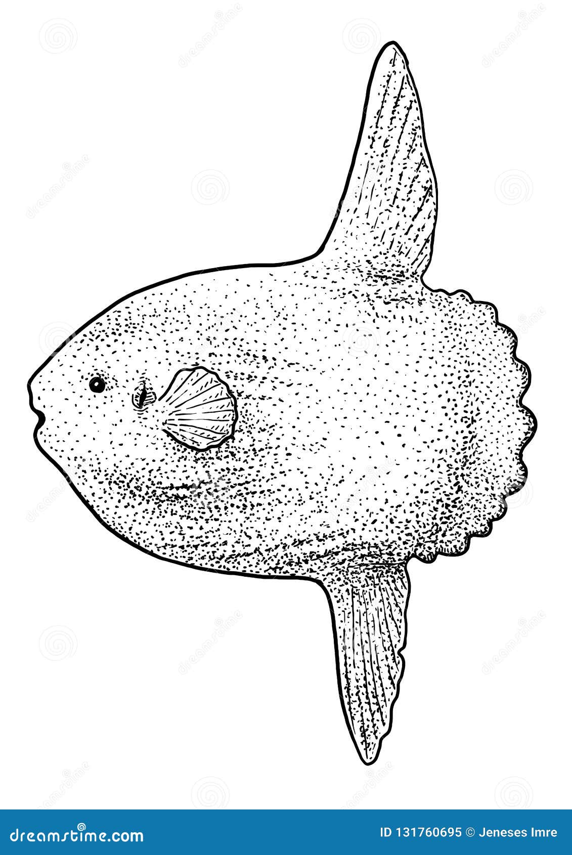 Sunfish or Moonfish Illustration, Drawing, Engraving, Ink, Line Art