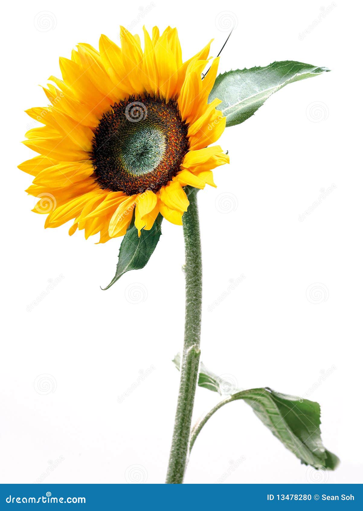 Sunflower stock photo. Image of plant, sunrises, yellow 13478280