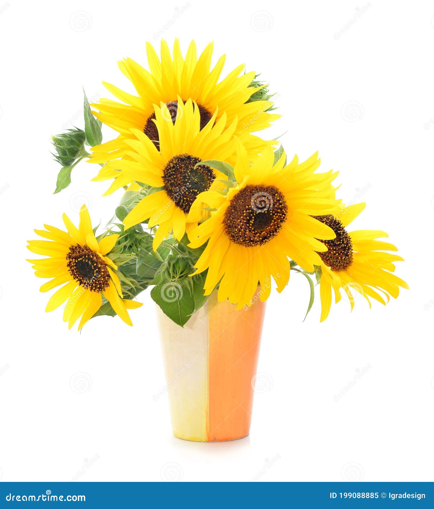 Sunflower Bouquet in Vase Isolated on White Stock Image Image of