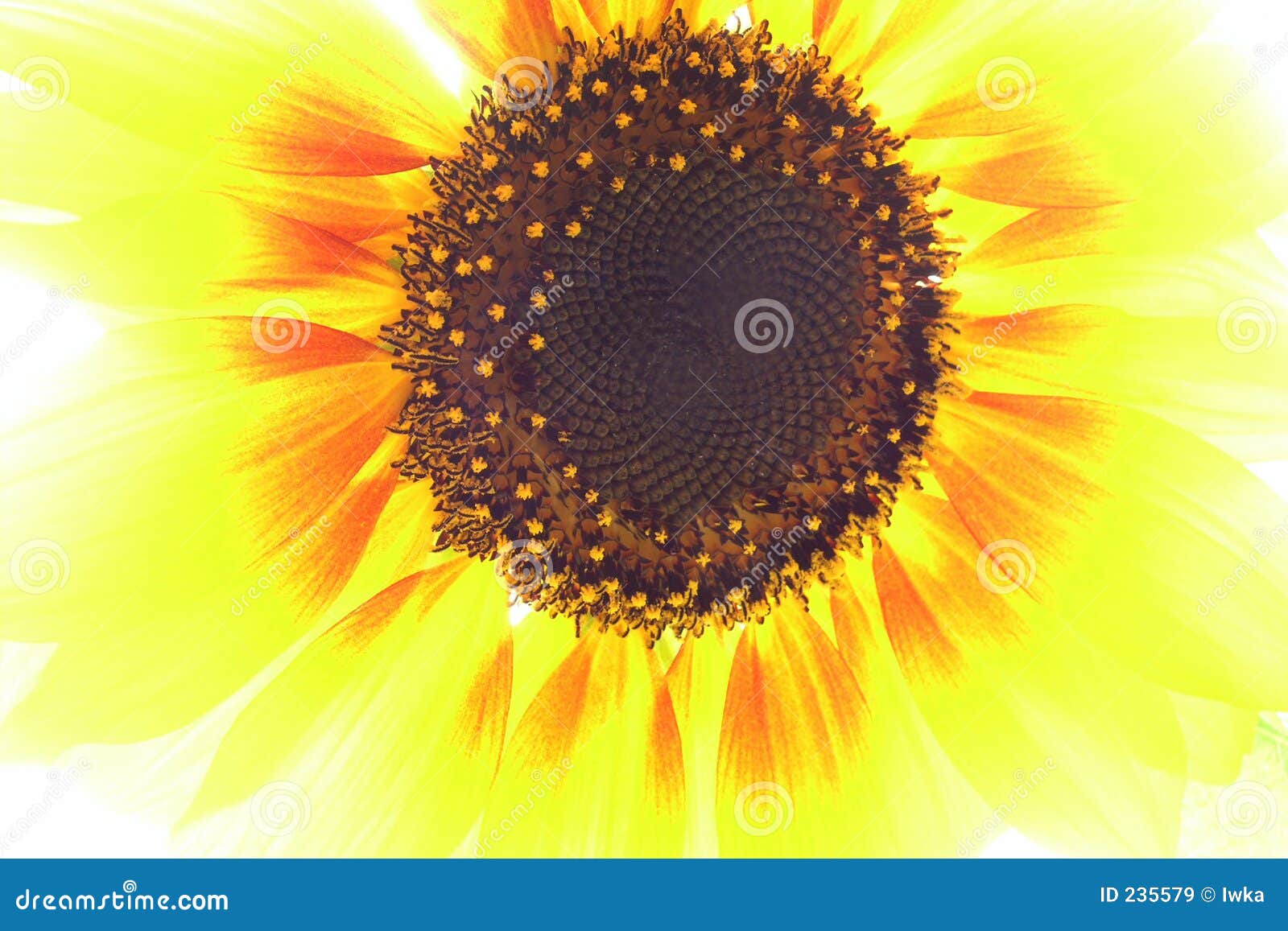 Sunflower stock image. Image of detail, fragrant, sommer 235579