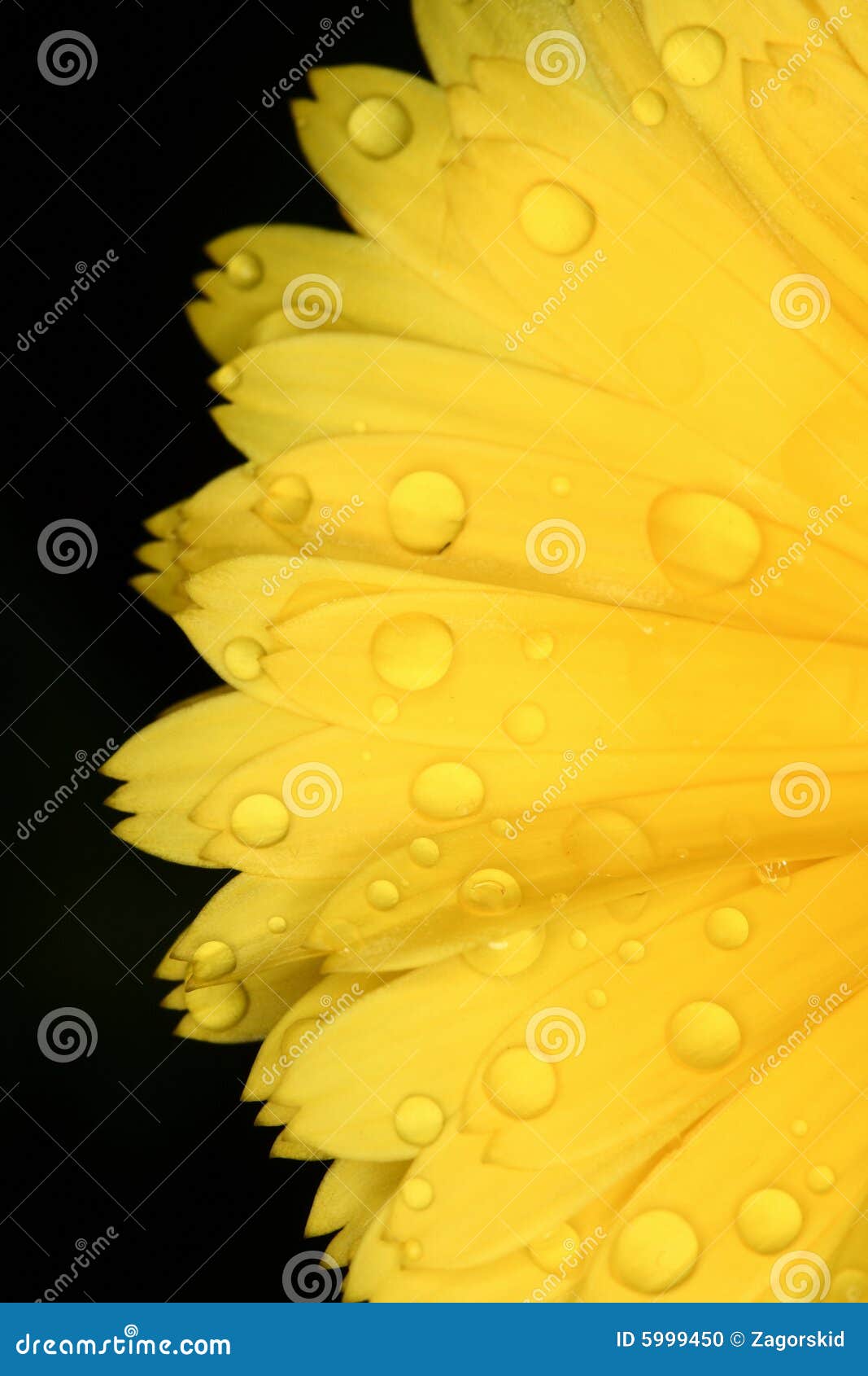 Sunflower stock photo. Image of drop, drops, sunflowers 5999450