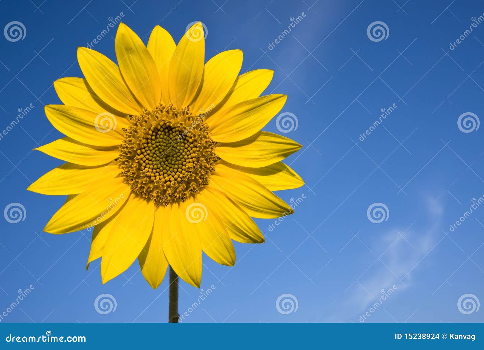 Sunflower against blue sky. Sunflower against bright blue summer sky