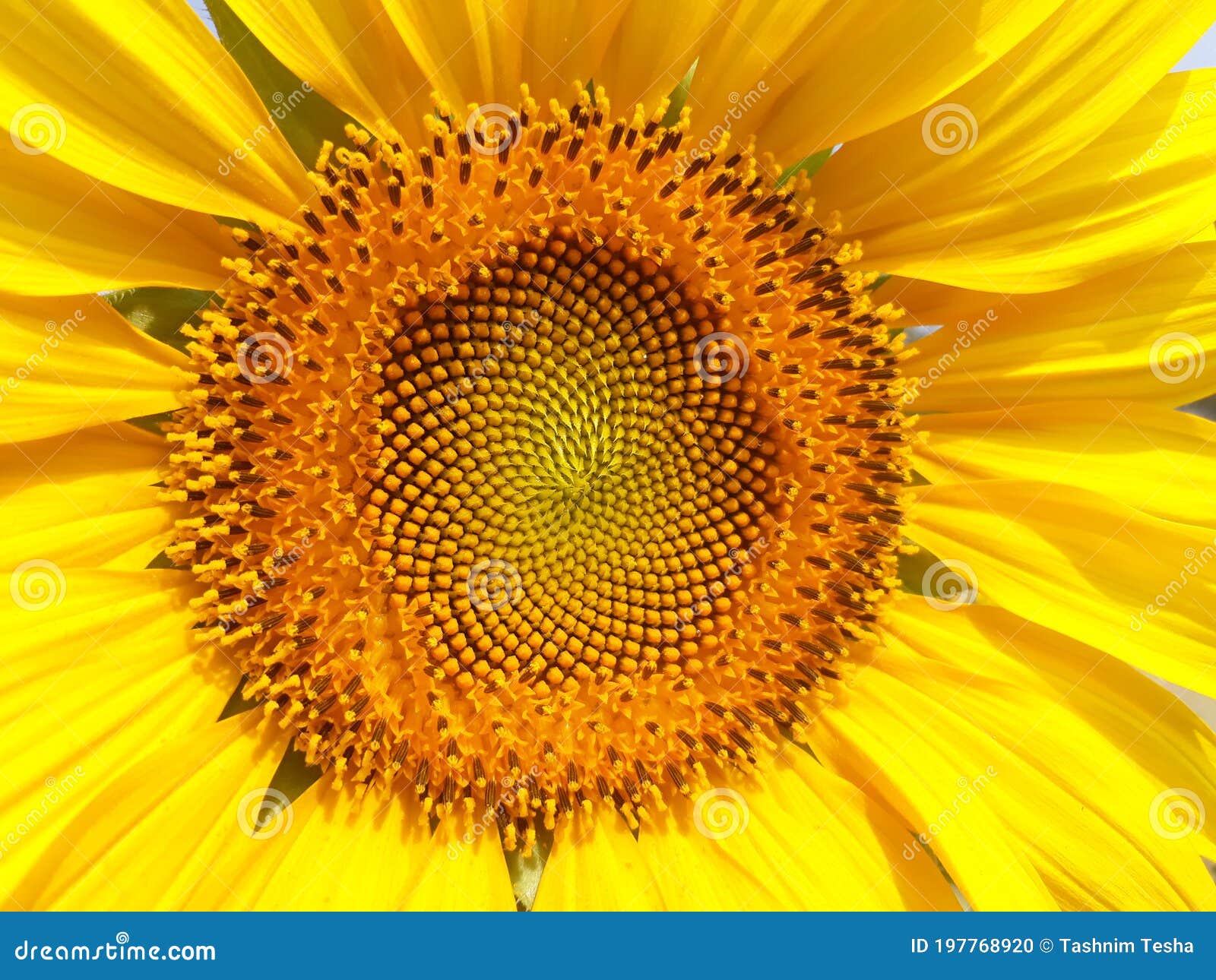 An Overflowing Flower Of Sunflower Stock Photo | CartoonDealer.com ...