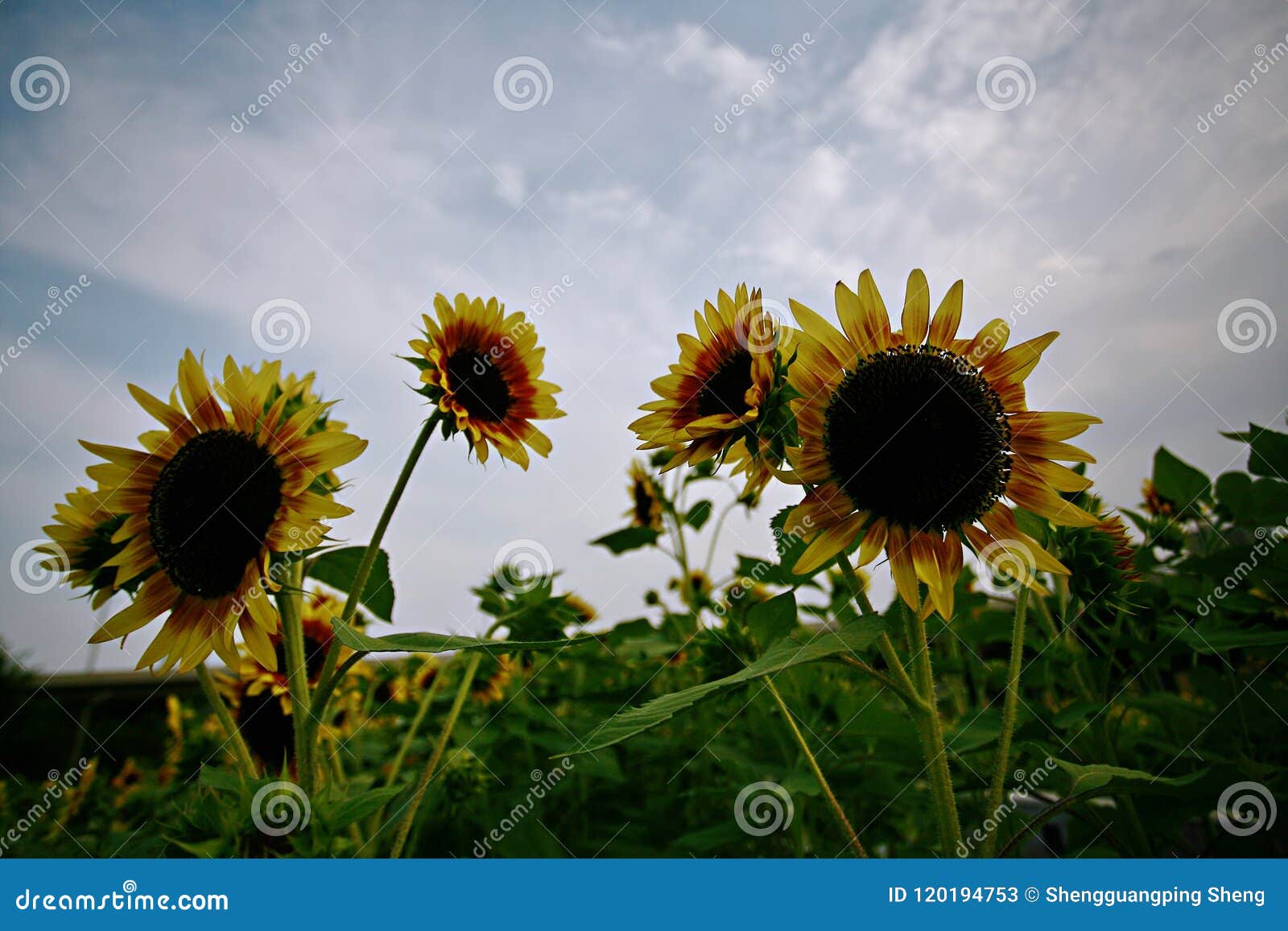 Sunflower stock image. Image of herb, round, angular 120194753