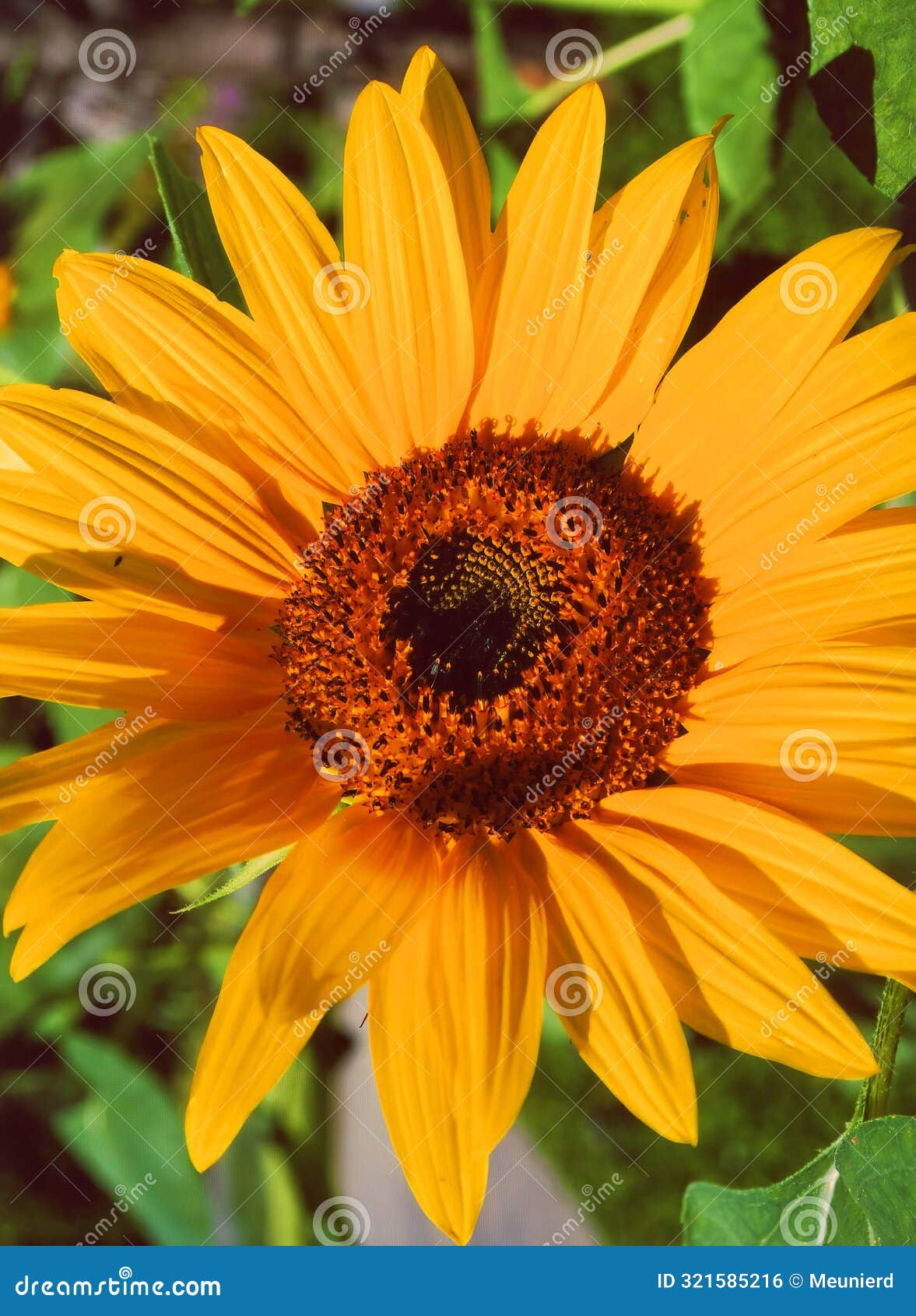 sunflower is an annual plant native to the americas.