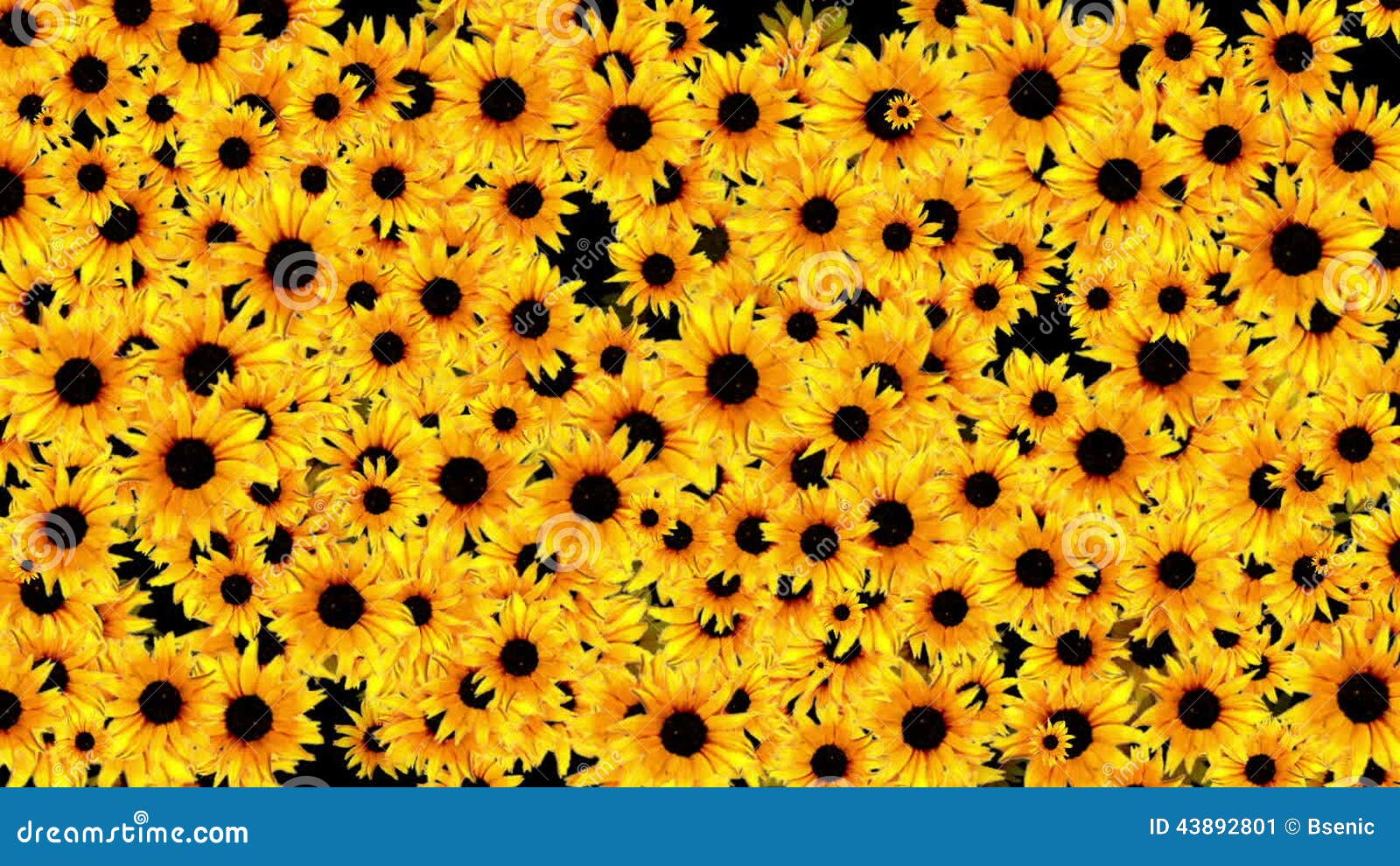 Sunflower stock video. Video of animation, multiply, beautiful - 43892801