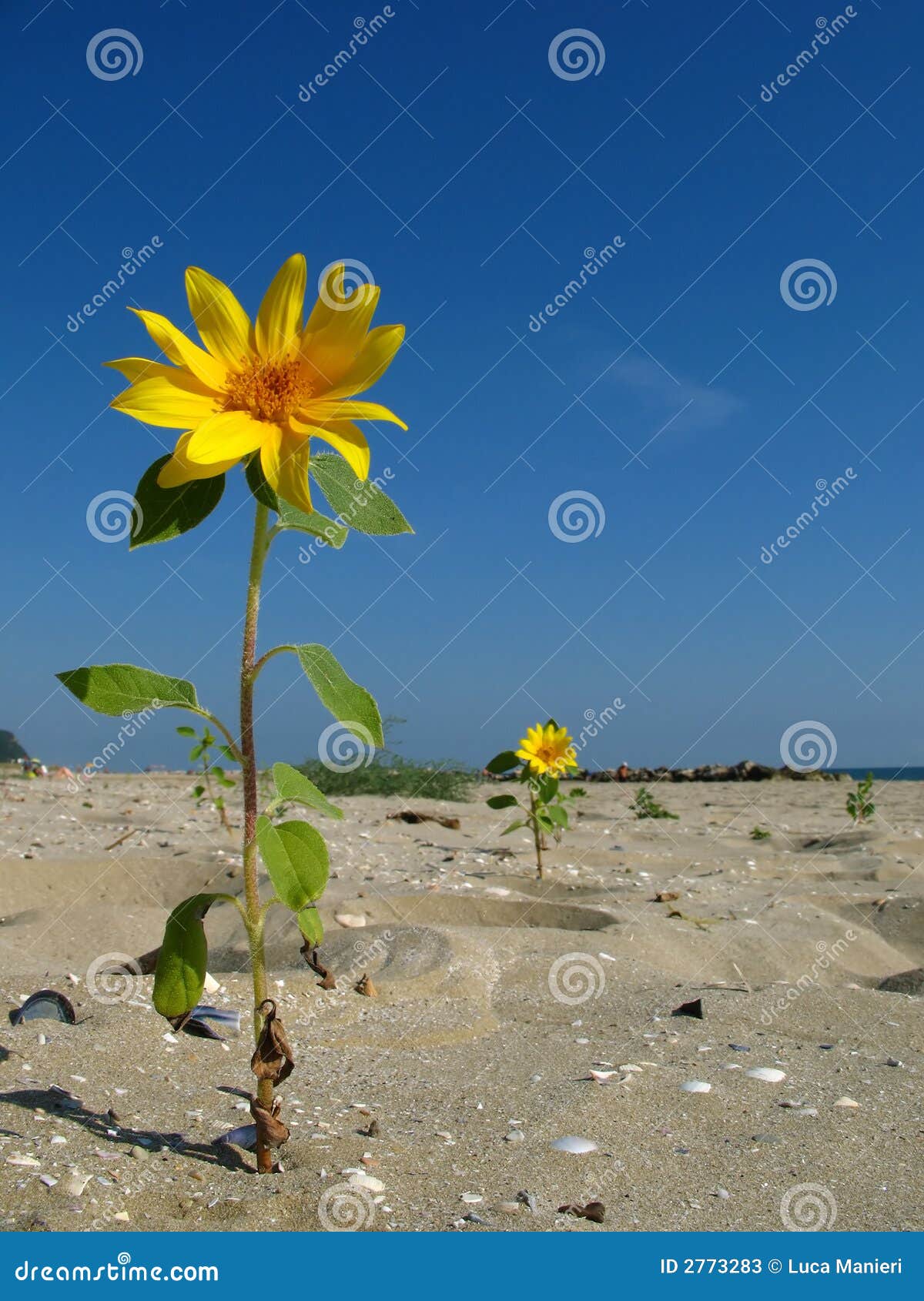 Sunflower on the beach stock image. Image of outdoors 2773283