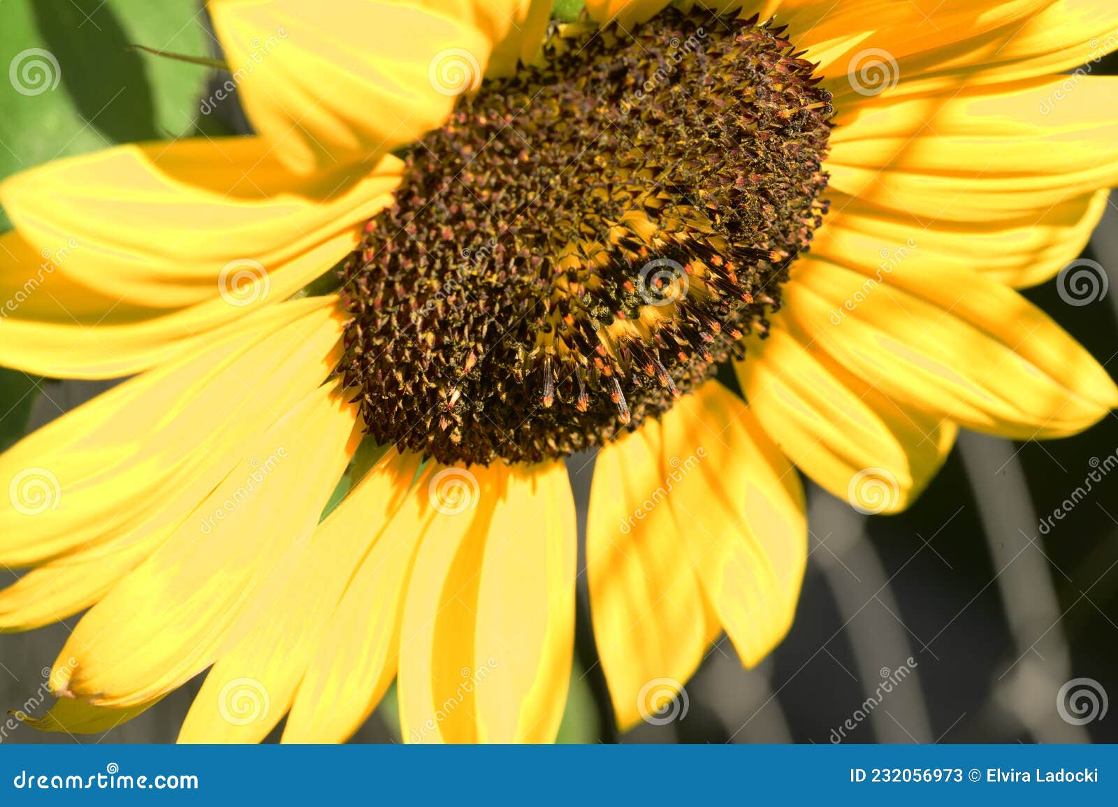 sunflower the beautiful summer flower close up in my garden