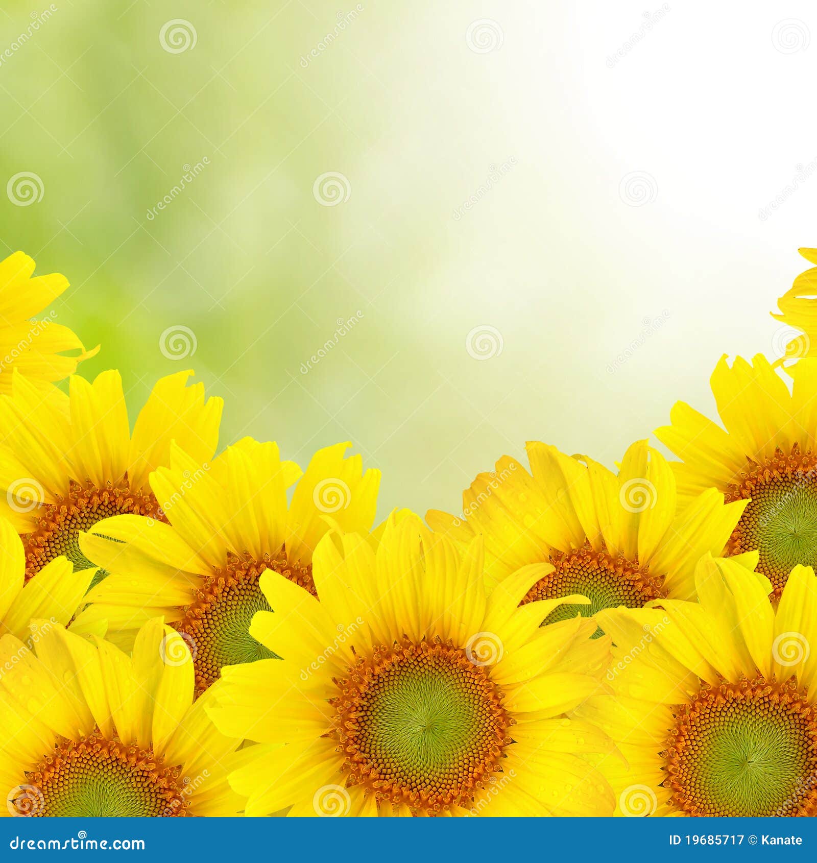Sunflower Beautiful Yellow Background Stock Image - Image of bokeh