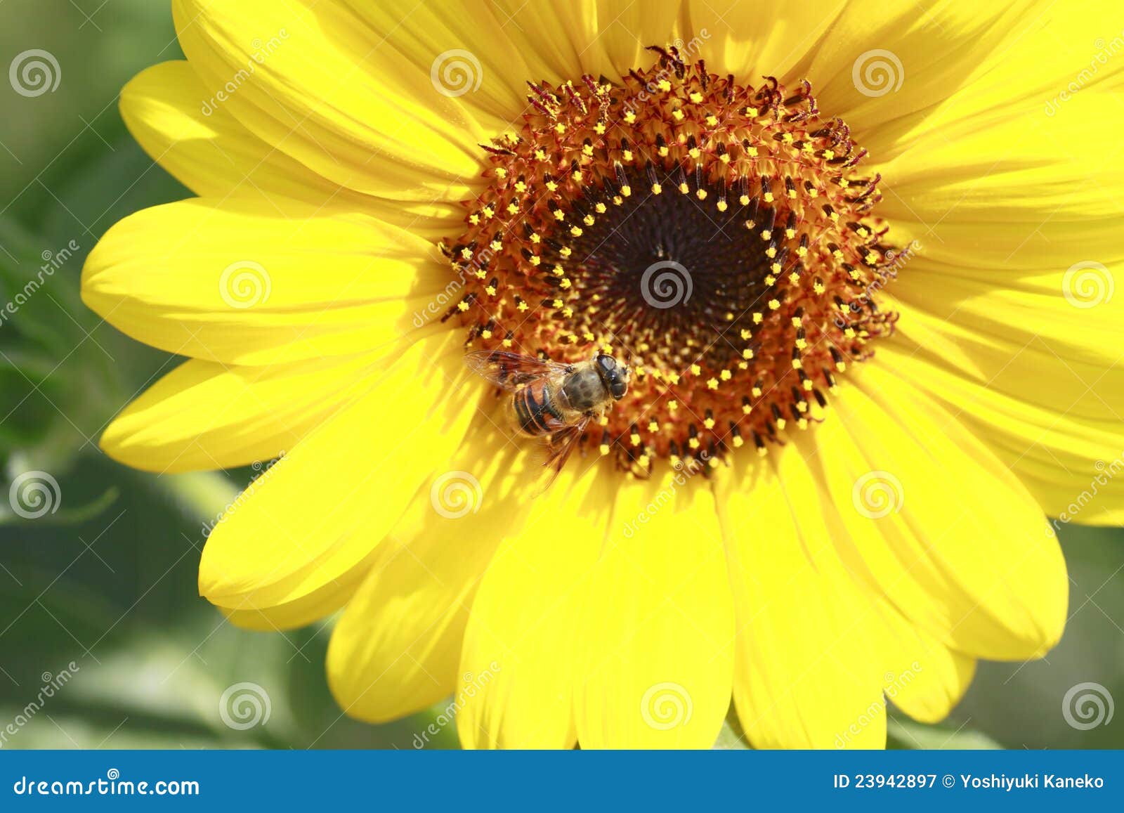 Sunflower and bee stock image. Image of sunflower, blossom 23942897