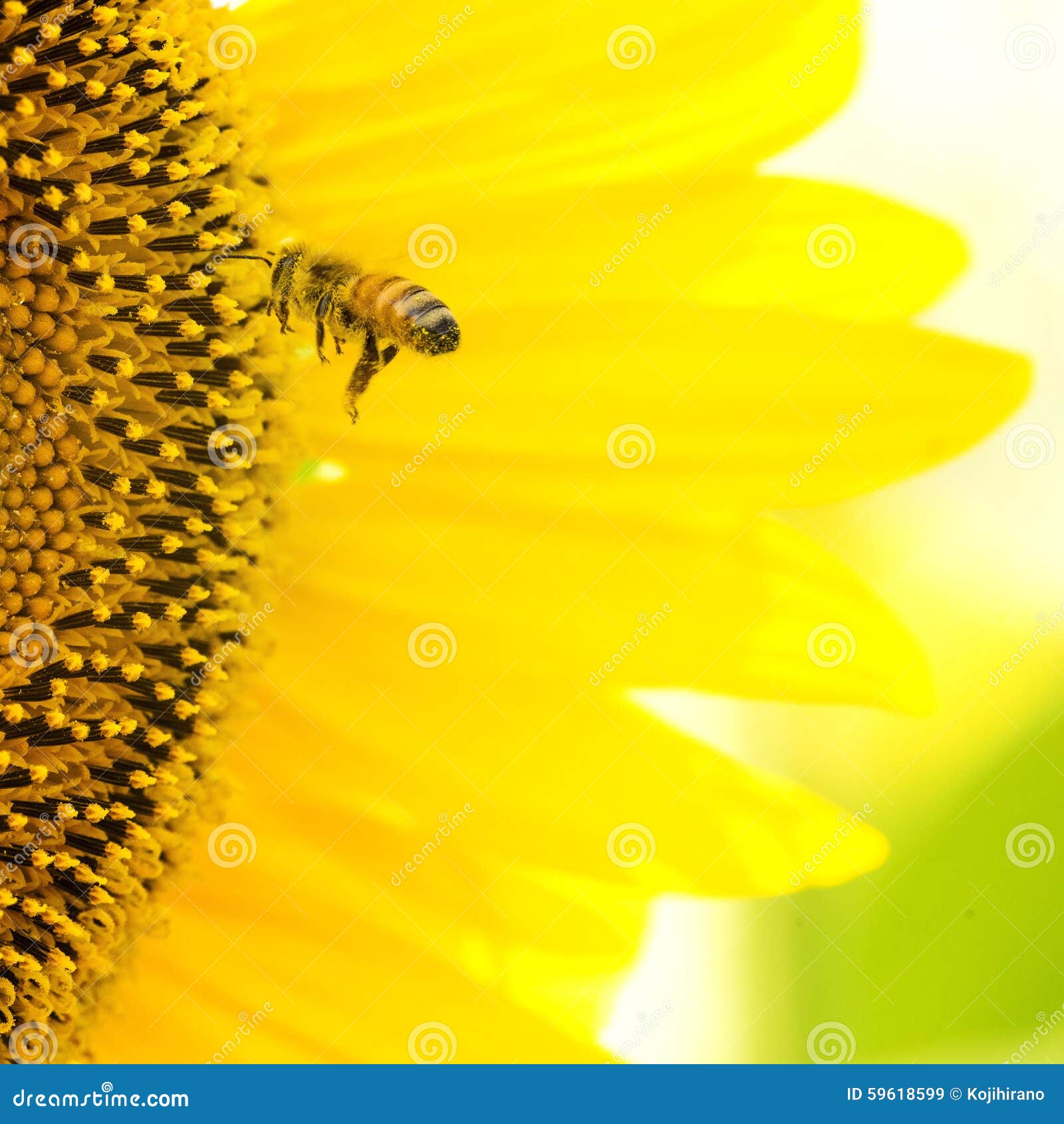 Sunflower Bee stock image. Image of honey, yellow, sunflower 59618599