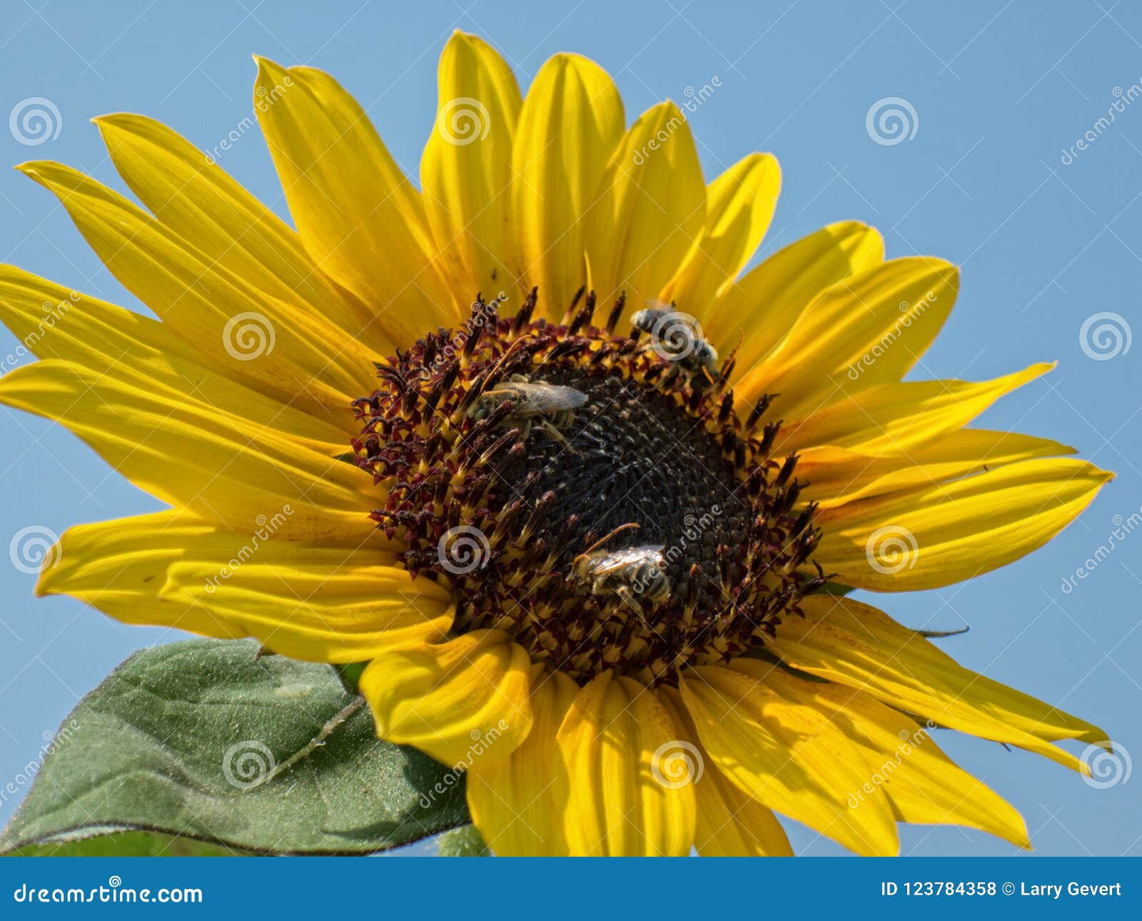 Sunflower and bees stock photo. Image of gardening, garden 123784358