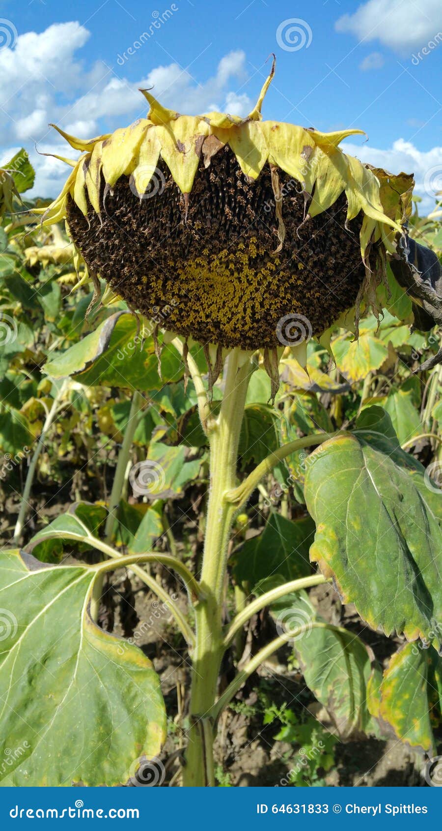 166 Bent Sunflower Stock Photos - Free & Royalty-Free Stock Photos from ...