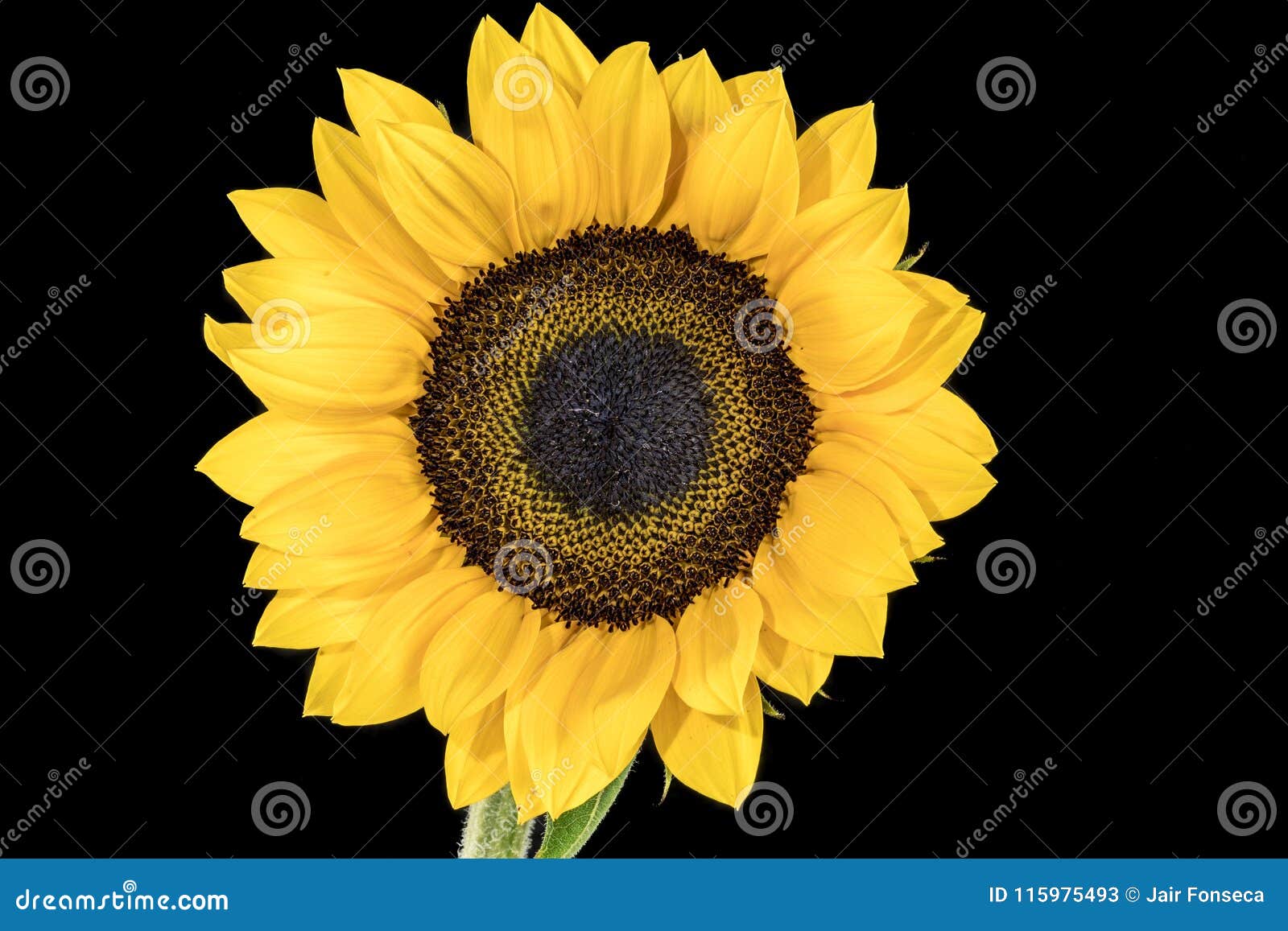 Sunflower with Black Background Stock Image - Image of gardening