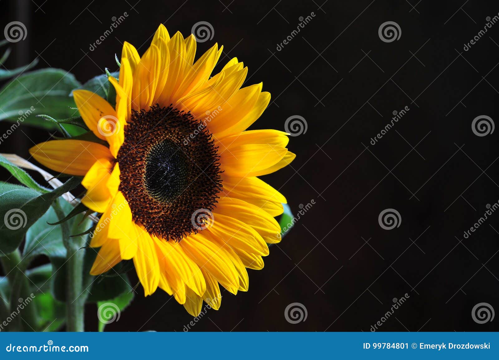 Sunflower on Black Background. Stock Image Image of nature, sunflower