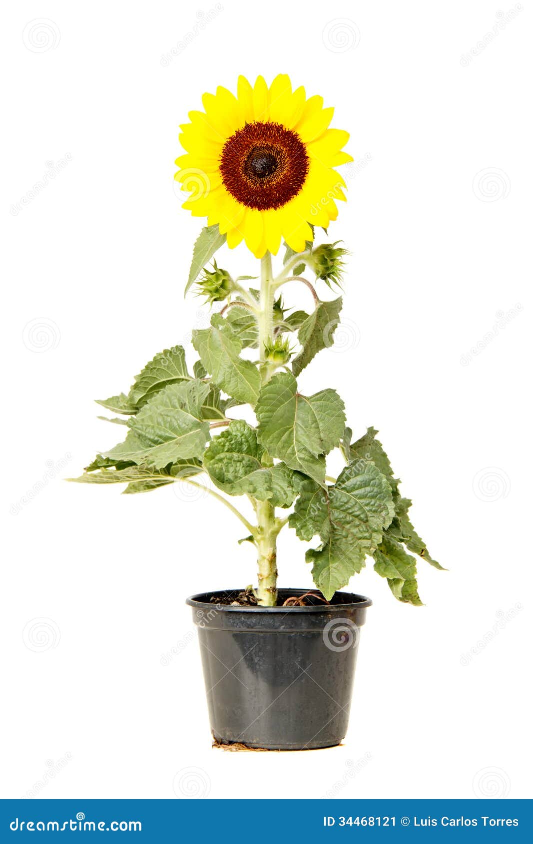 Sunflower in a black vase stock image. Image of nature - 34468121