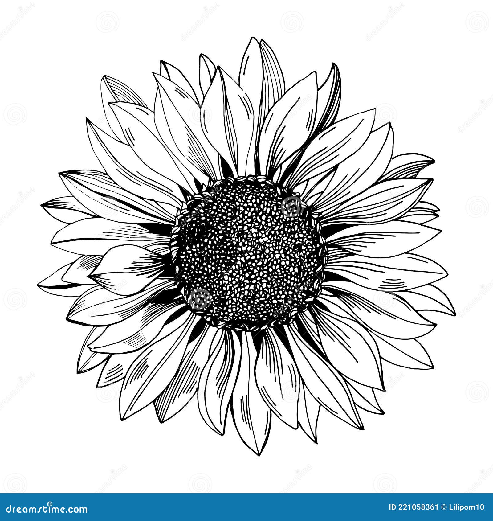 Sunflower. Black and White Illustration for Packaging, Coloring Book ...