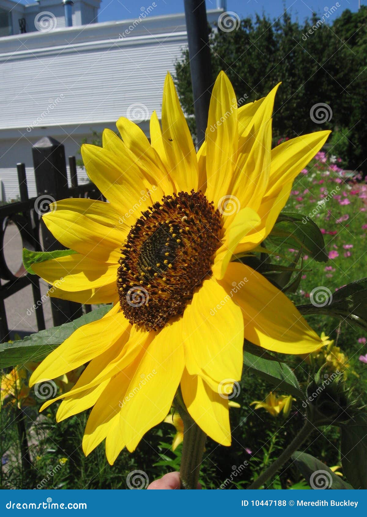 Sunflower in Bloom stock photo. Image of plant, flower 10447188