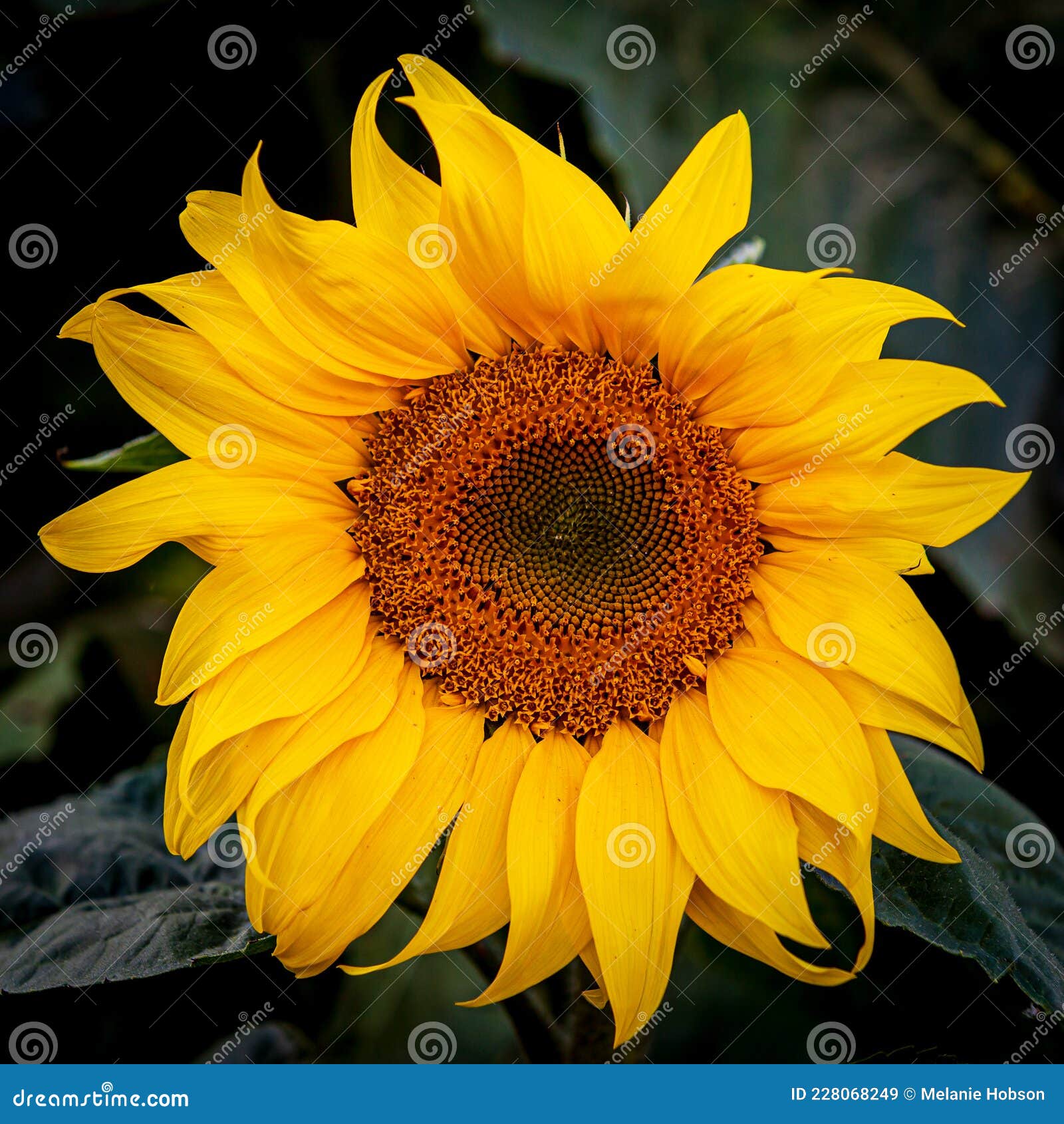 A Sunflower in Bloom stock image. Image of flowers, bright 228068249