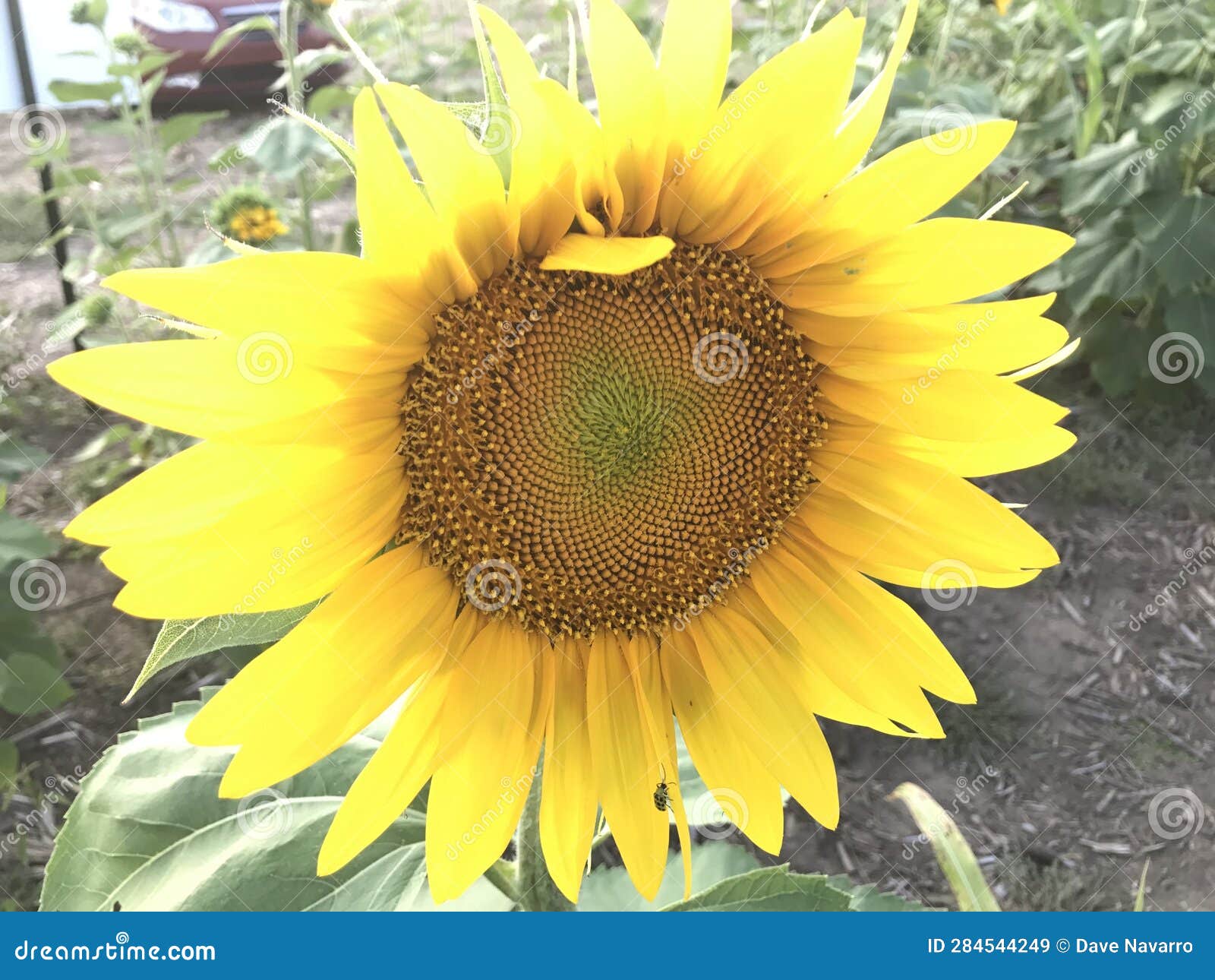 Sunflower in Bloom stock image. Image of flower, kansas 284544249