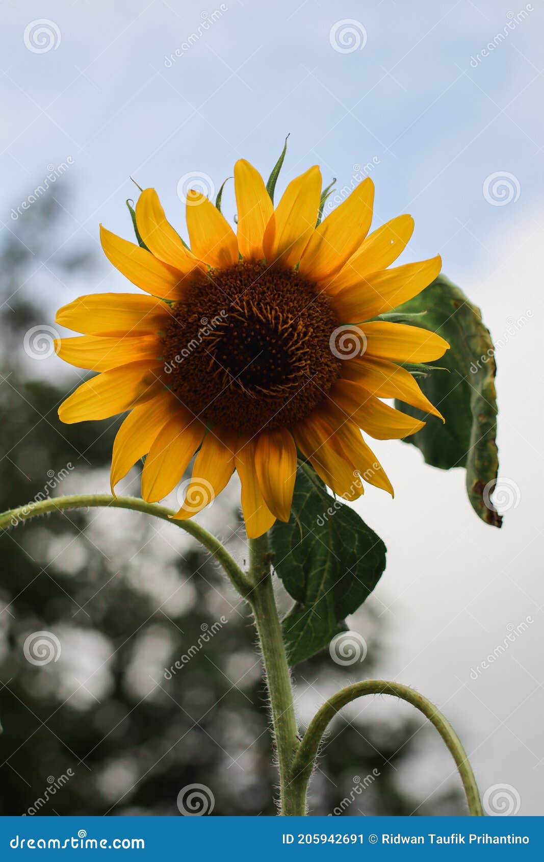 The Sunflower Bloom in Summer Stock Image Image of nature, leaf