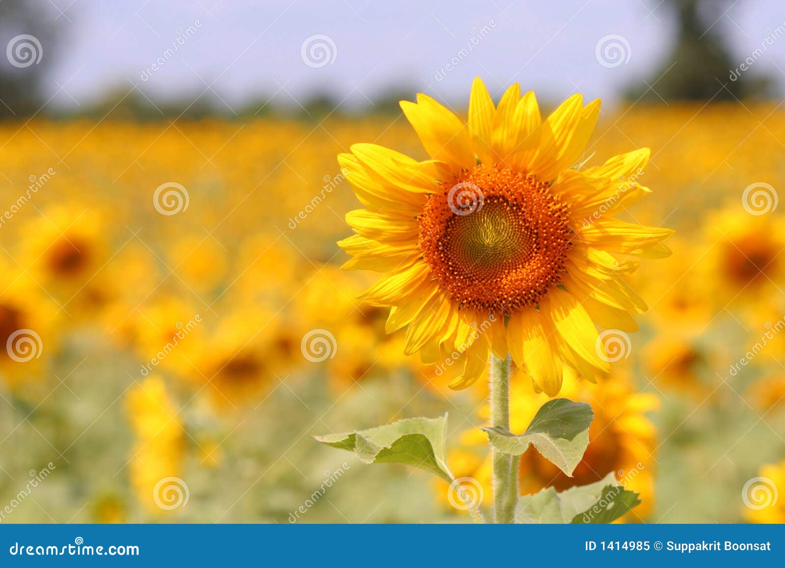 Sunflower Blooming stock image. Image of flowery, closeup 1414985