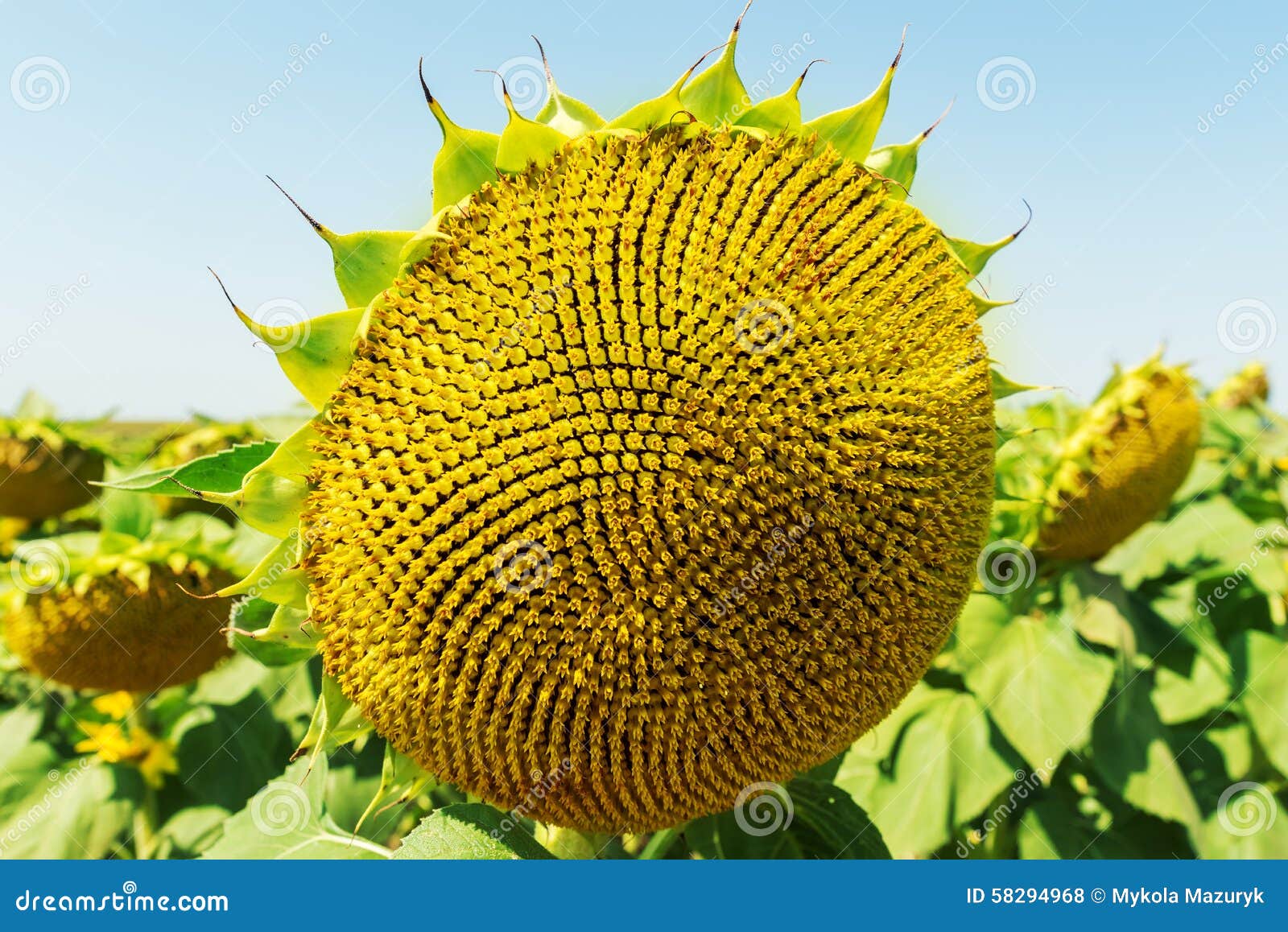 Sunflower after blooming stock photo. Image of health 58294968