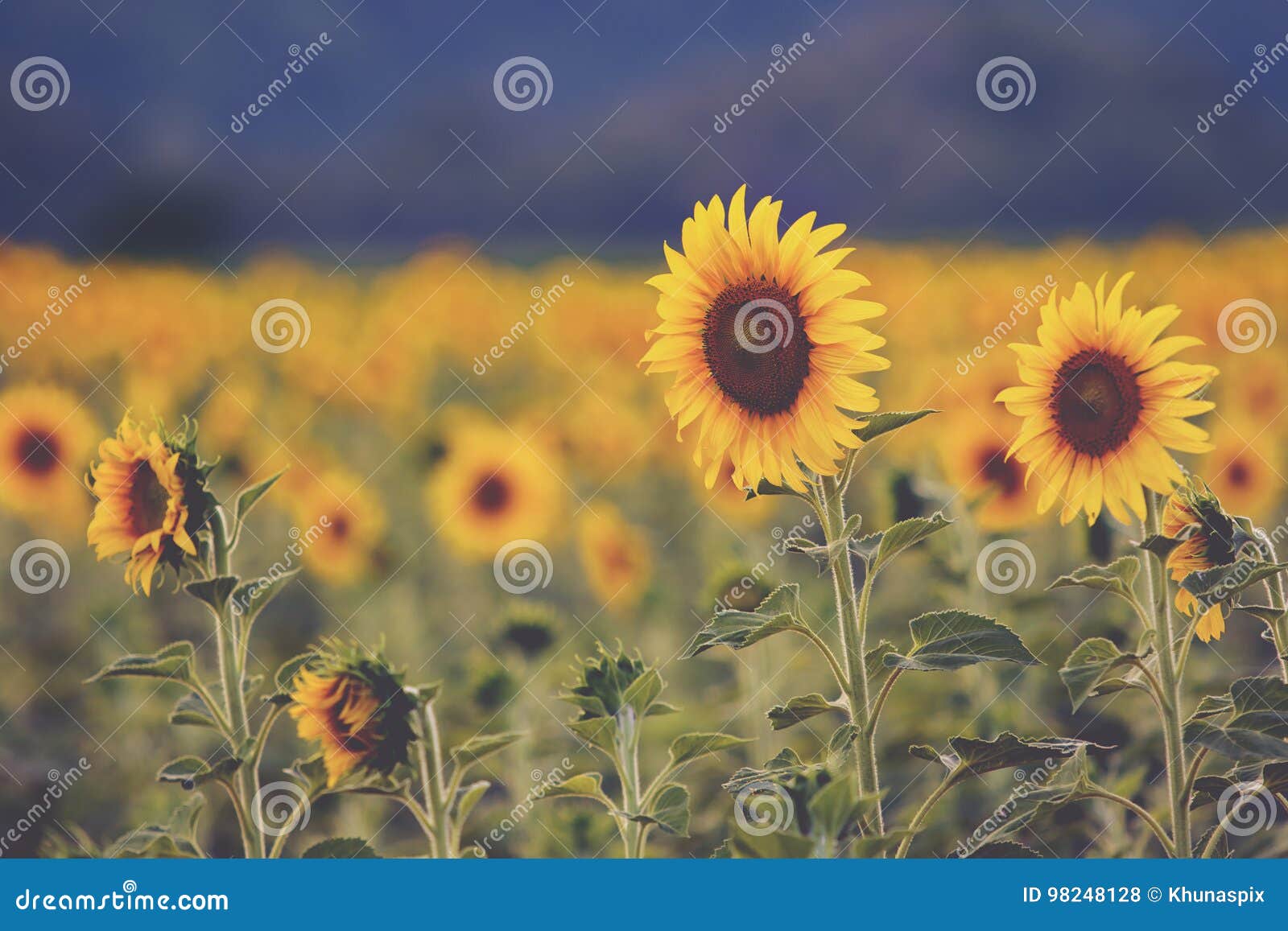 Sunflower Blooming in Field Cinema Color Process Style Stock Photo Image of plantation, nature