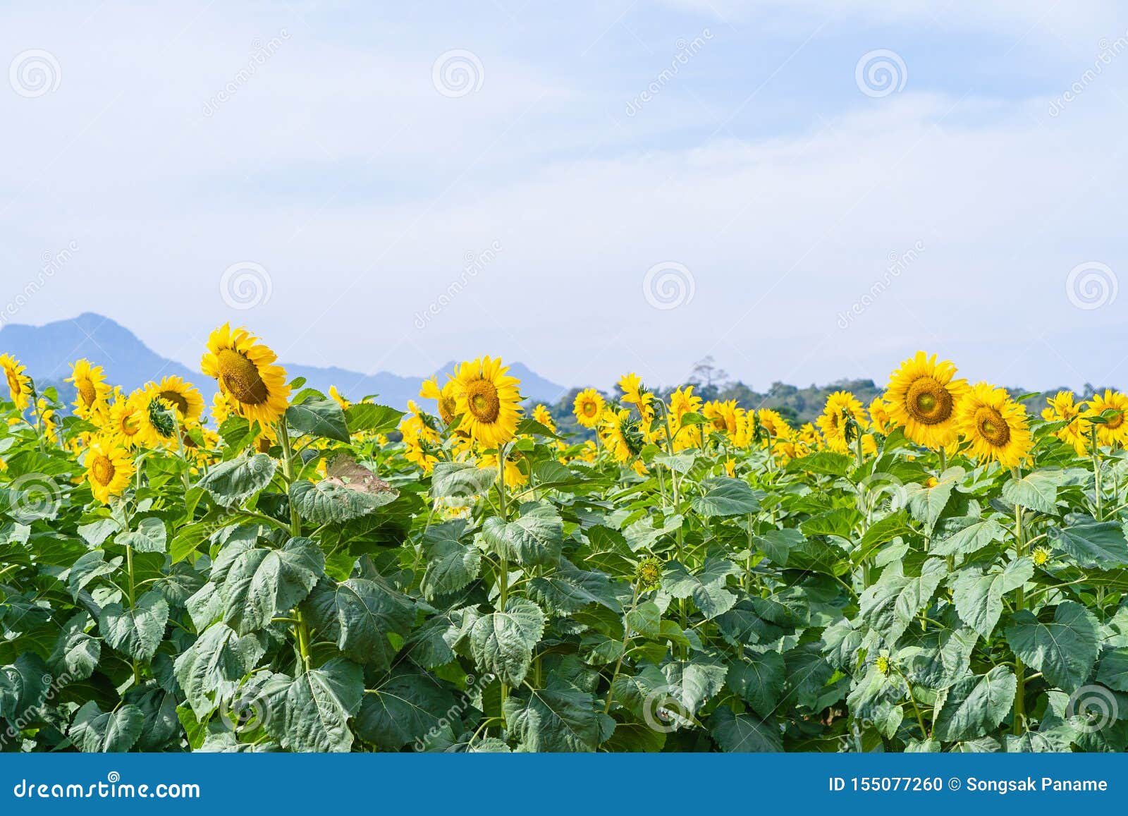 Sunflower Blooming in Field Stock Photo Image of park, landscape