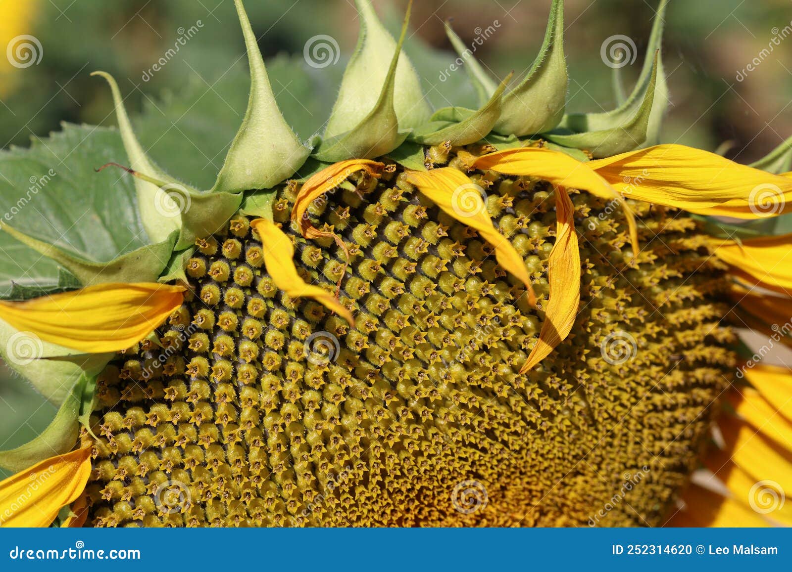 Sunflower, Blooming Field of Sunflowers in Summer Stock Photo Image