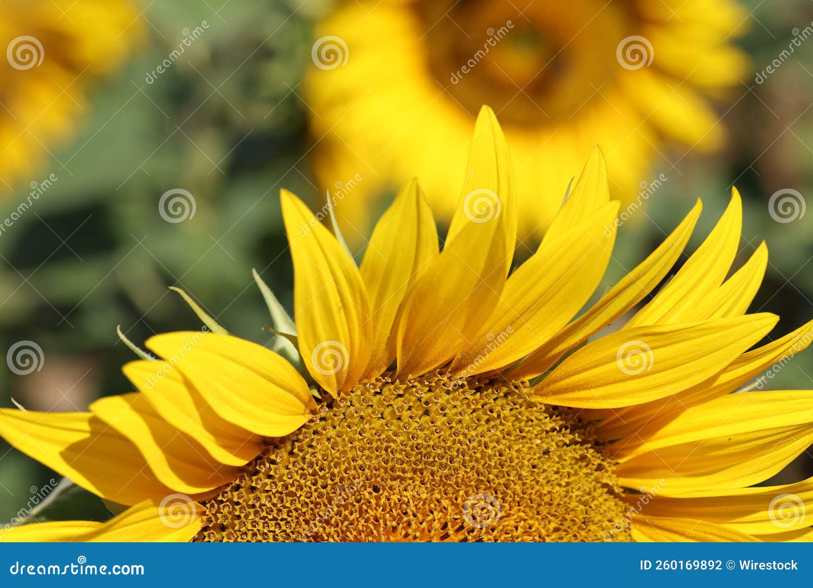 Sunflower, Blooming Field of Sunflowers in Summer Stock Photo Image