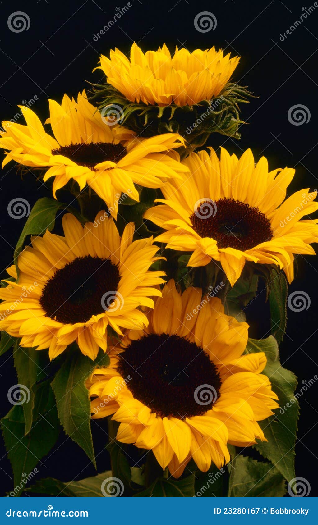 sunflower blooms (helianthus annuus)