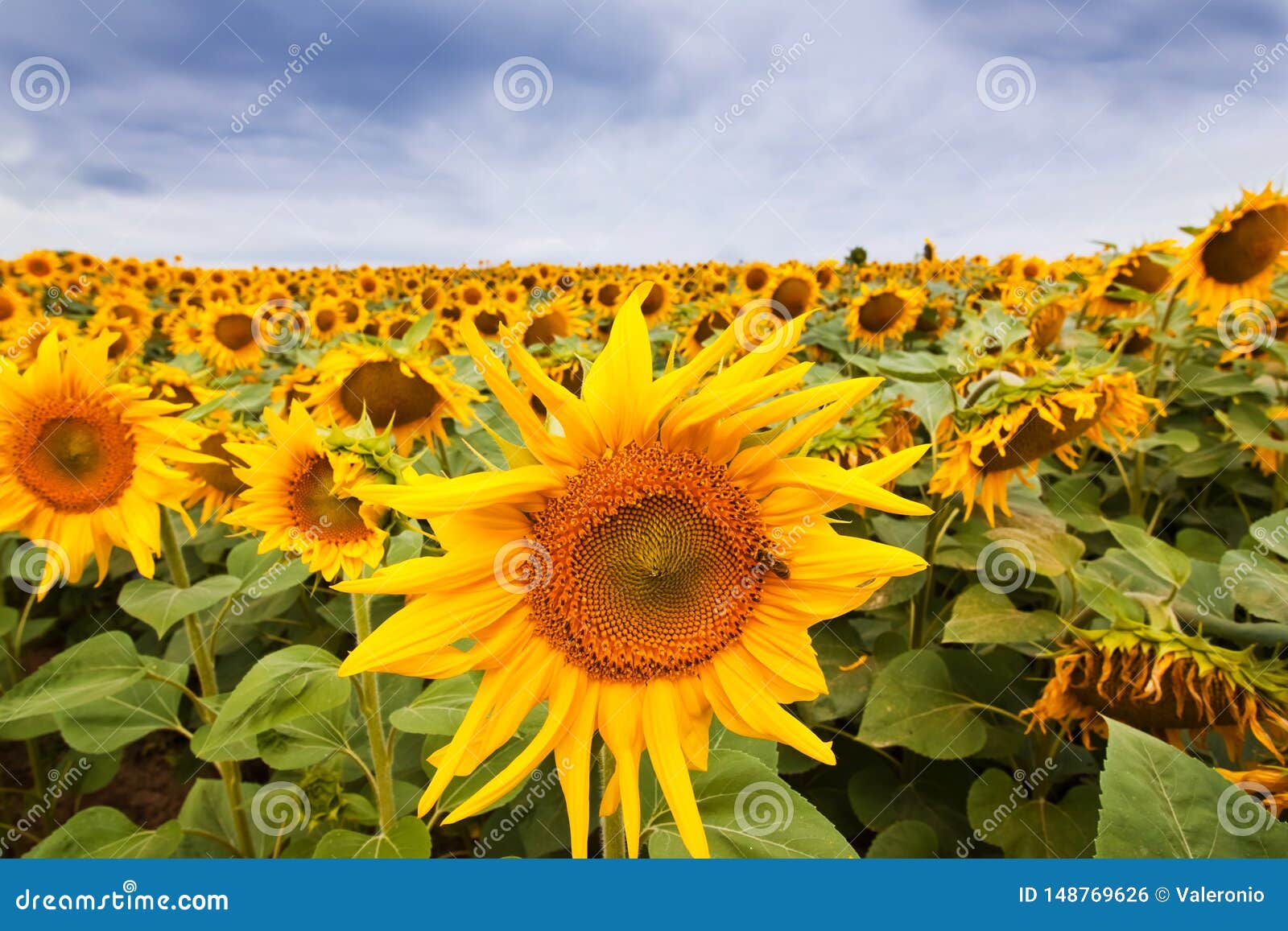 sunflower blossom with a bee gather nectar, heavy clouds in the sky before thunderstorm, shadowless creative  pattern