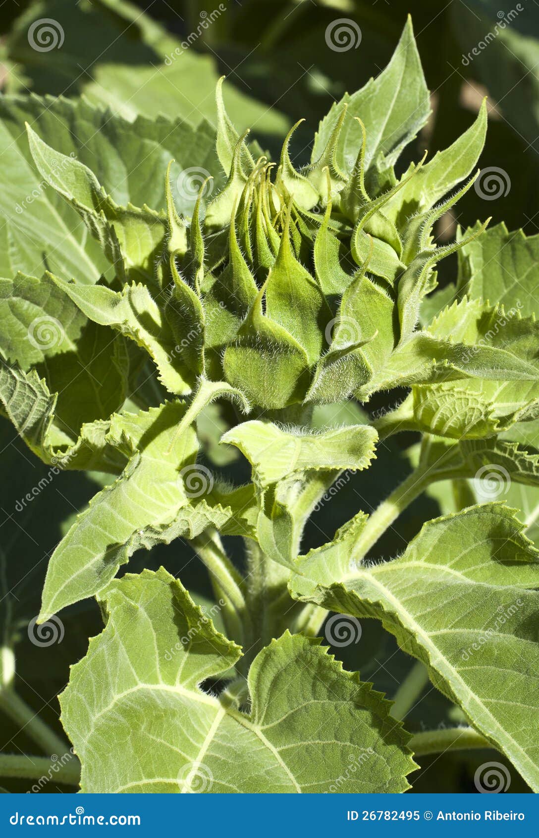 Sunflower Blossom in Early Stages Stock Image Image of annuus