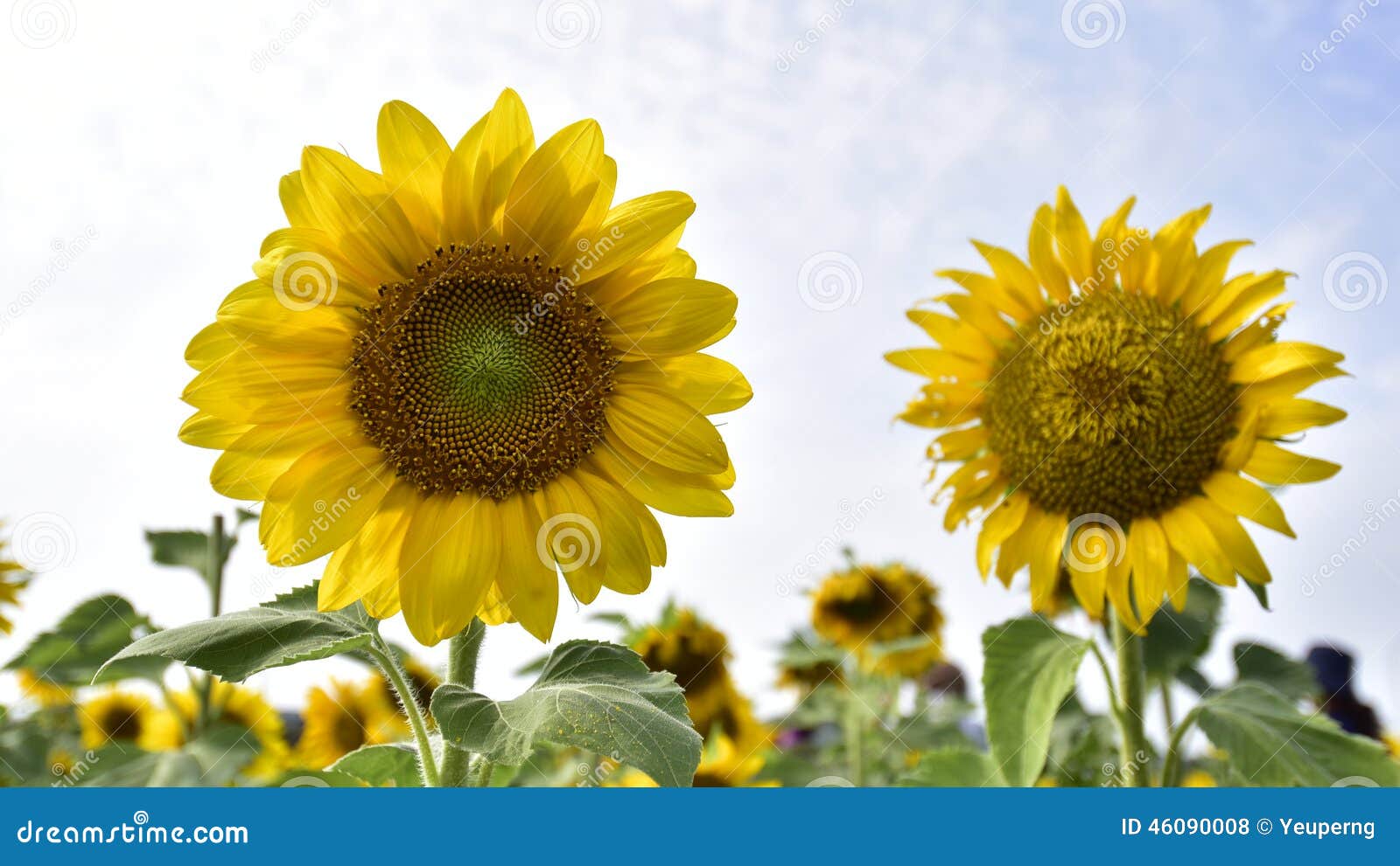 Sunflower blossom. stock photo. Image of green, bisexual 46090008