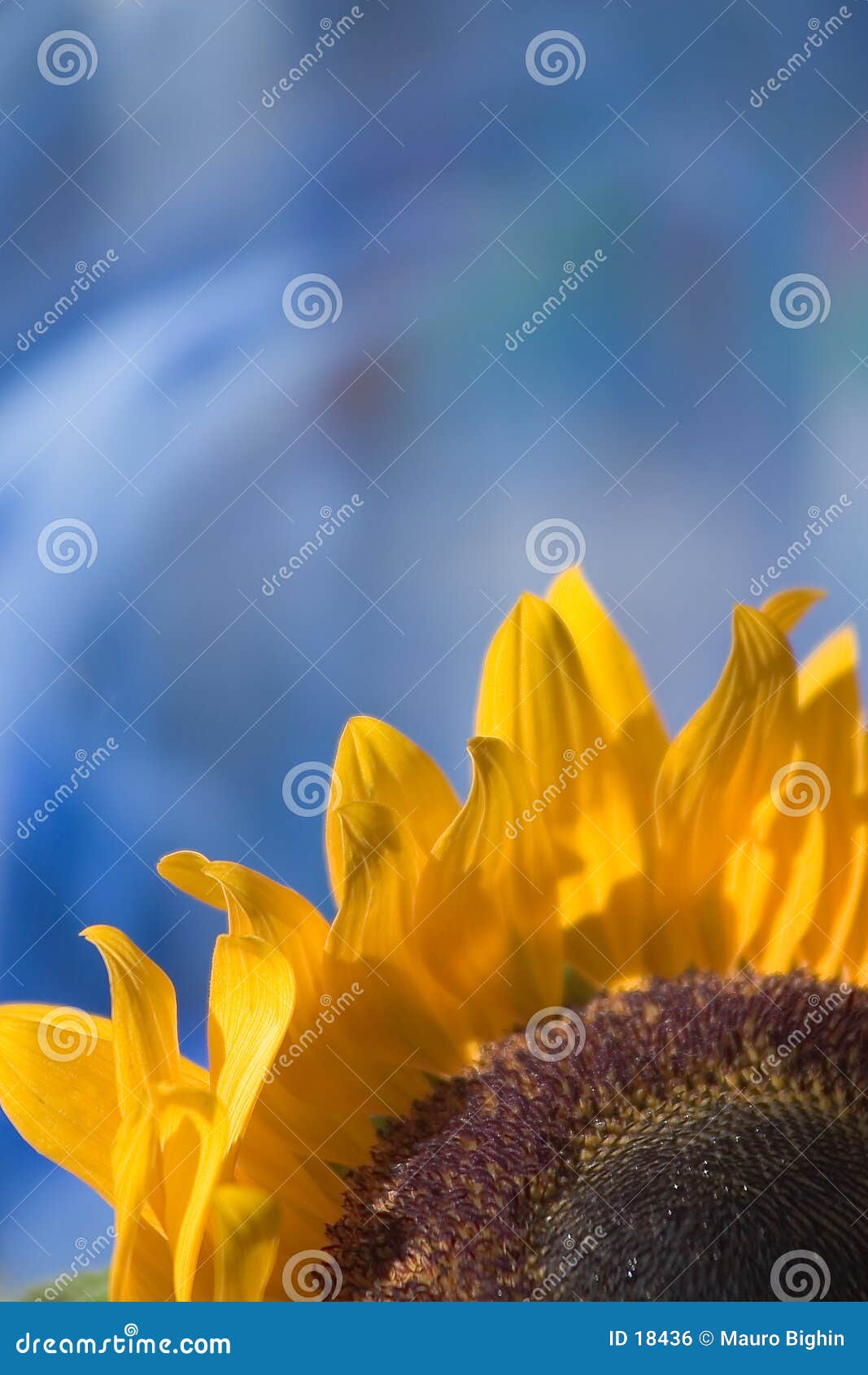 sunflower on blue