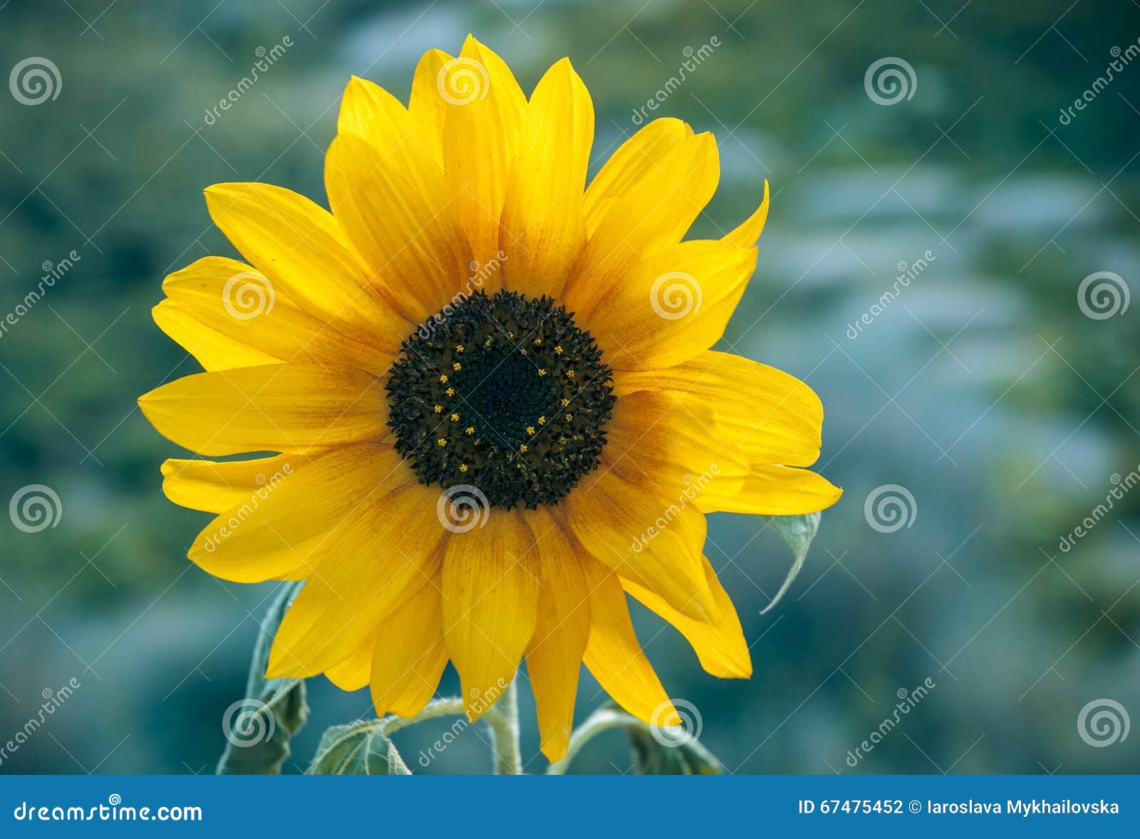 Sunflower on a Blue Background Stock Photo Image of meadow, cumulus 67475452