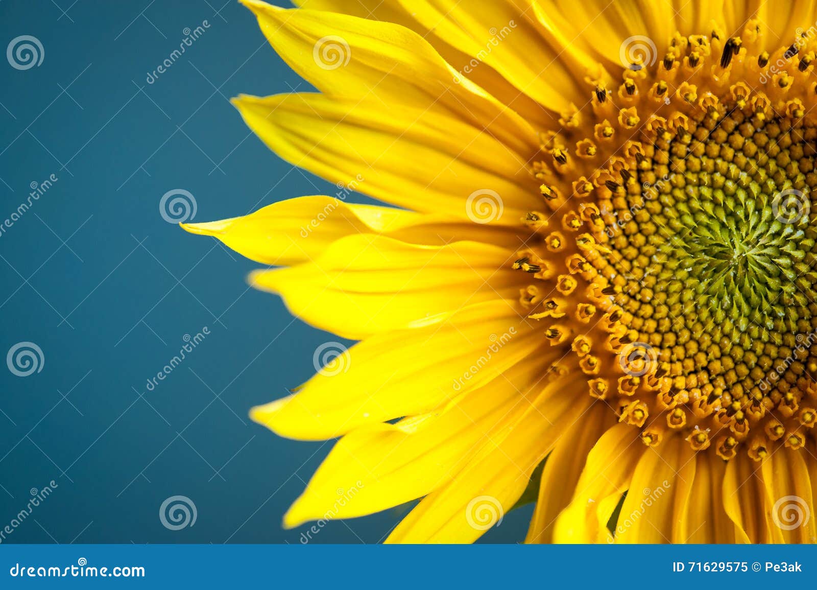 Sunflower on Blue Background. Stock Image Image of beauty, green