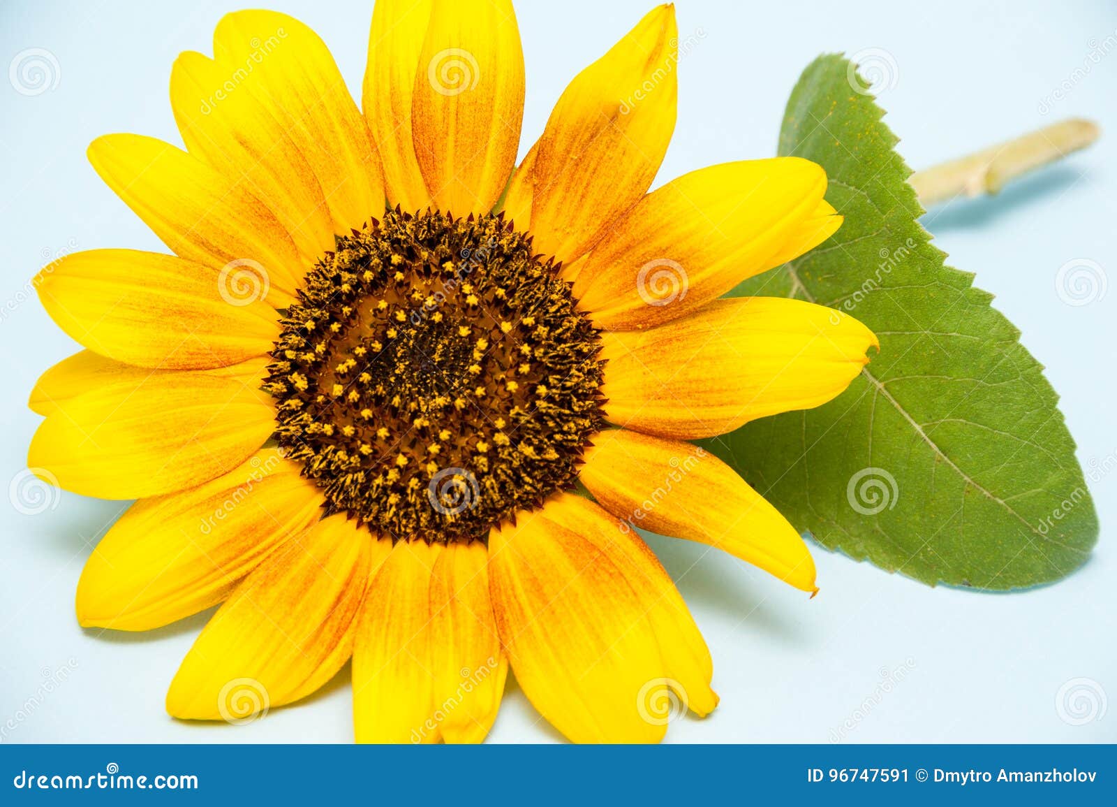 Sunflower. on Blue Background. Stock Image - Image of head, macro: 96747591
