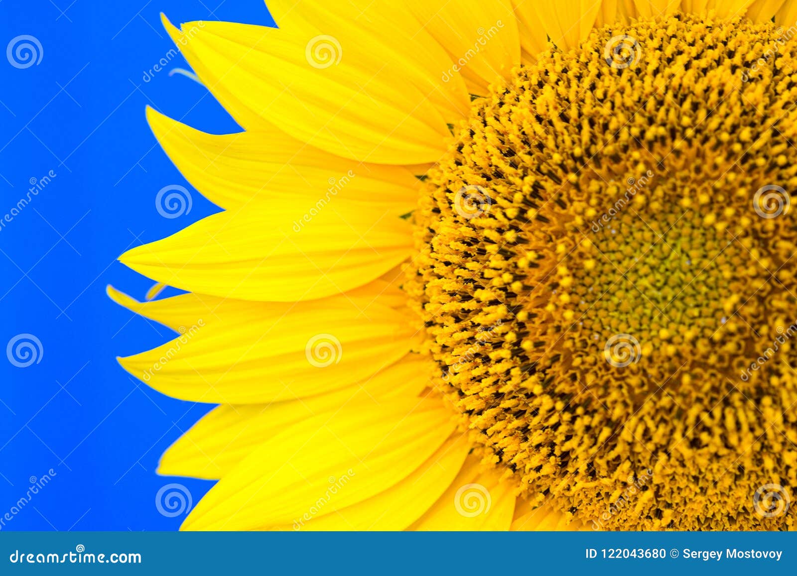 Sunflower on a Blue Background Stock Photo Image of growth, closeup
