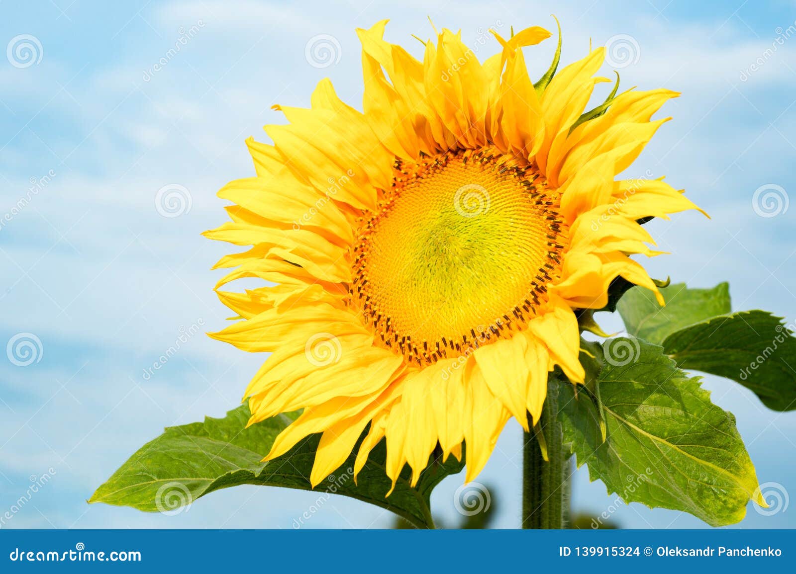 sunflower on blue sky background. sunflowers have abundant health benefits. sunflower oil improves skin health and promote cell