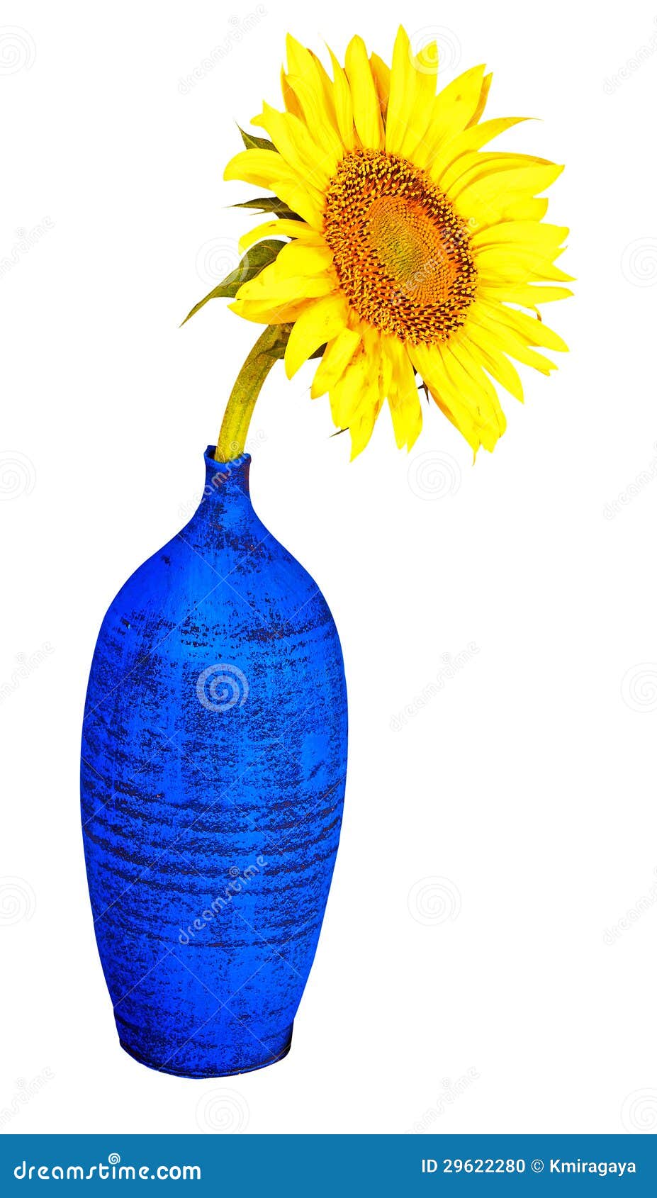 Sunflower on a Blue Vase Isolated on White Stock Photo Image of blue
