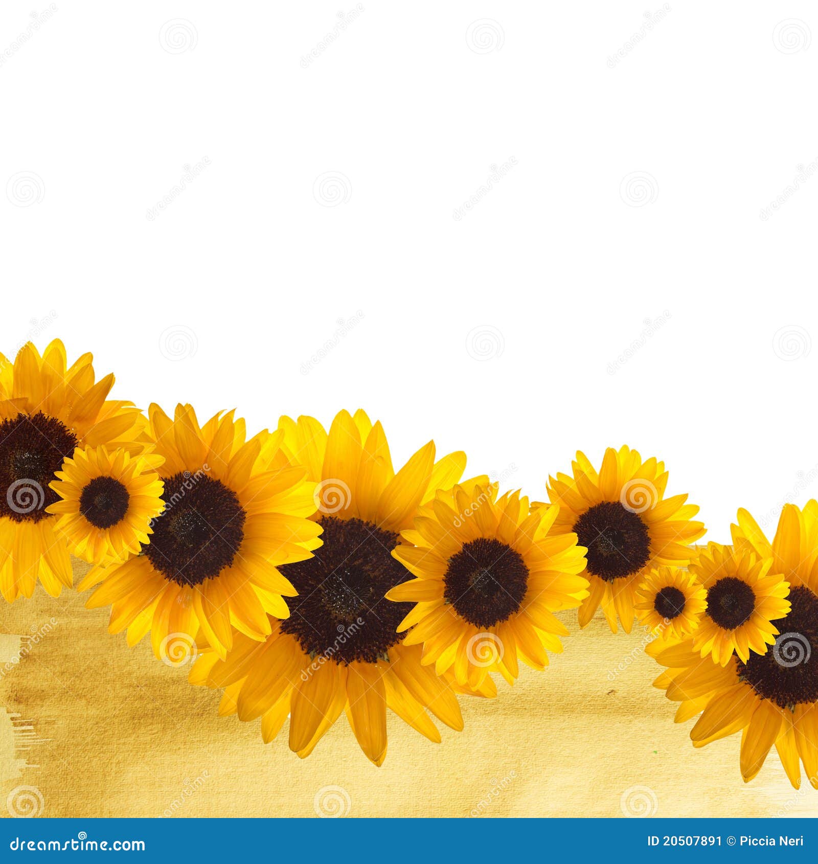 clip art borders sunflowers - photo #46