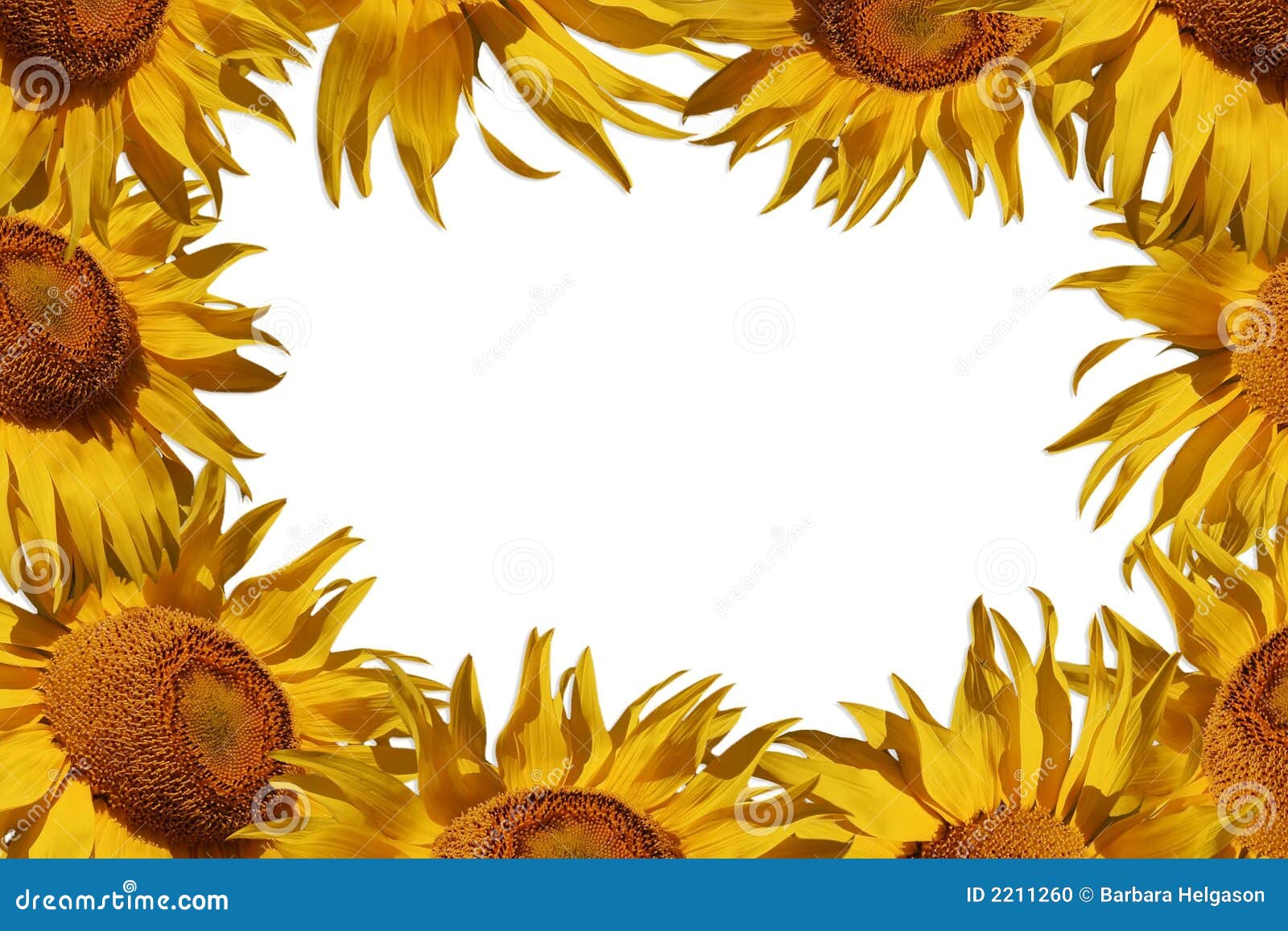 Sunflower Border Stock Photo Image 2211260