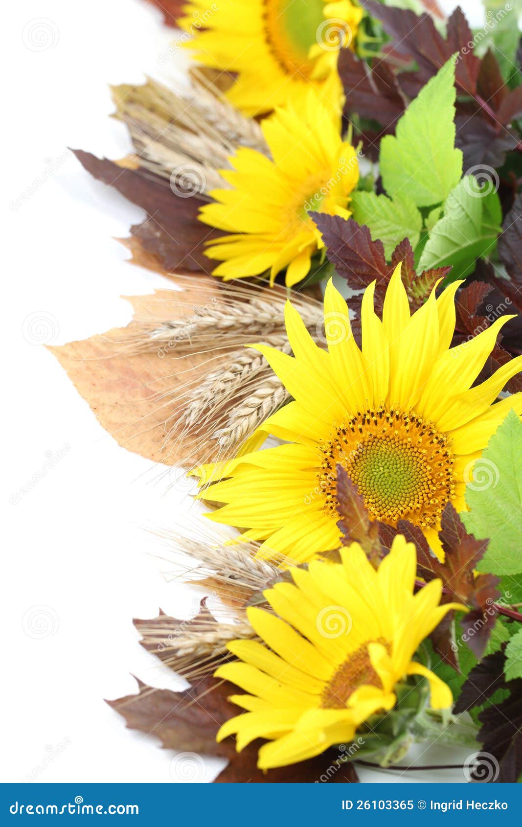 Sunflower And Roses Border