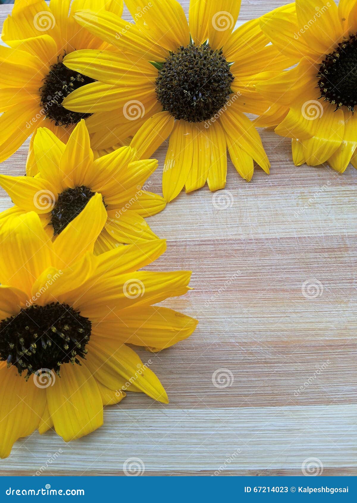 Sunflower Border on Wooden Background Stock Image - Image of golden ...