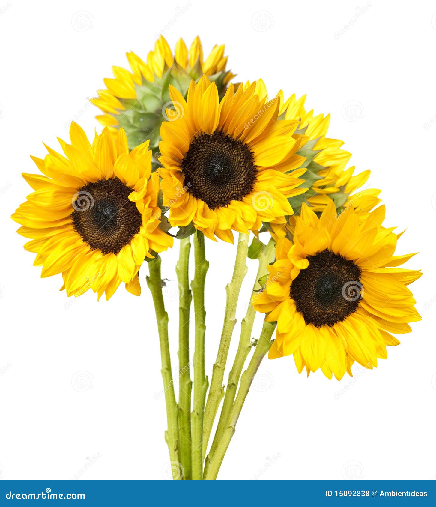 Sunflower Bouquet Isolated on White Stock Photo Image of studio